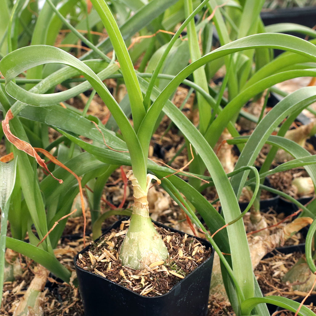 cat of 9 tails plant 50 CATTAILS Cat Tails Typha Latifolia Water Pond Grass Flower Seeds  The  Pepper Pantry