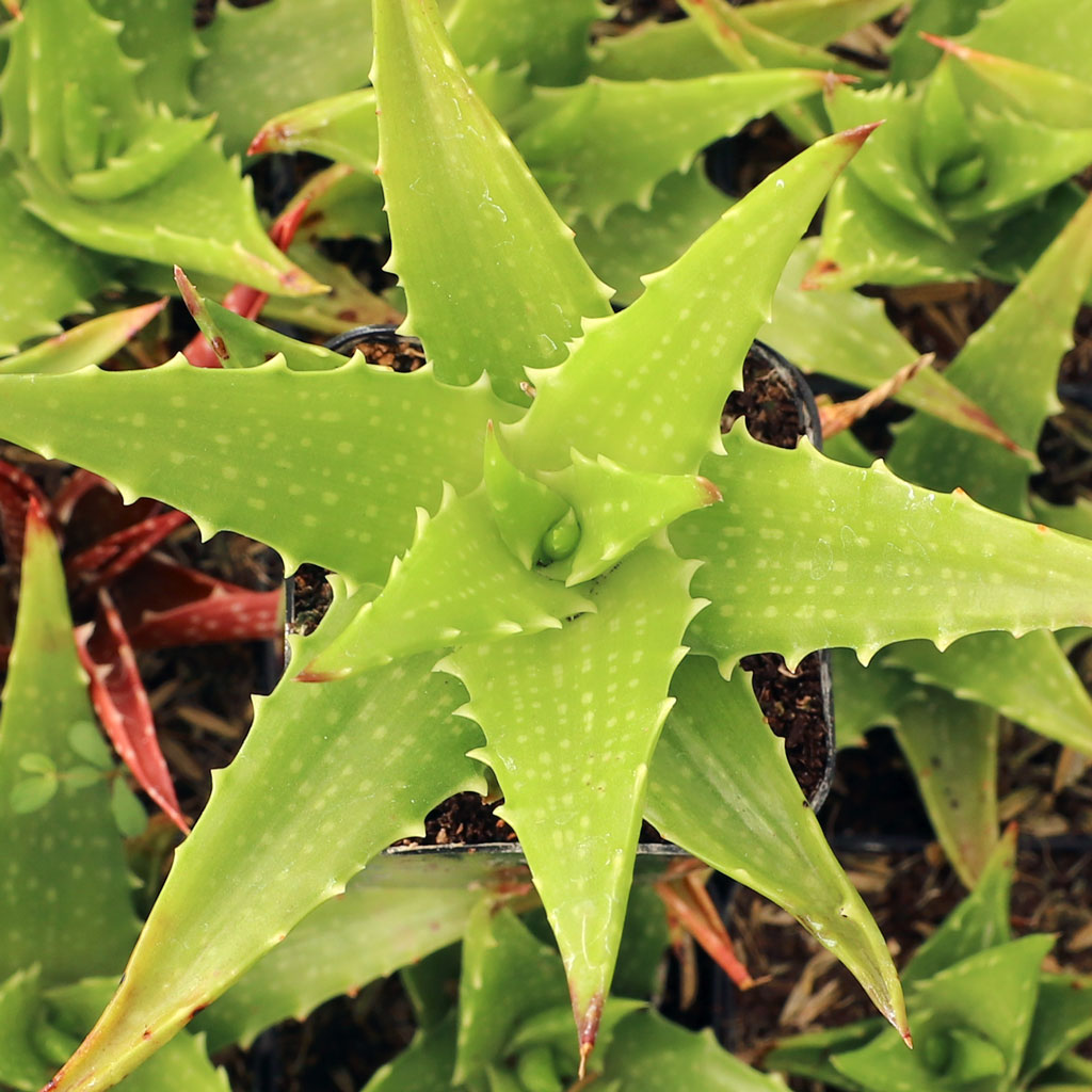 Aloe dorotheae - Sunset Aloe | Mountain Crest Gardens