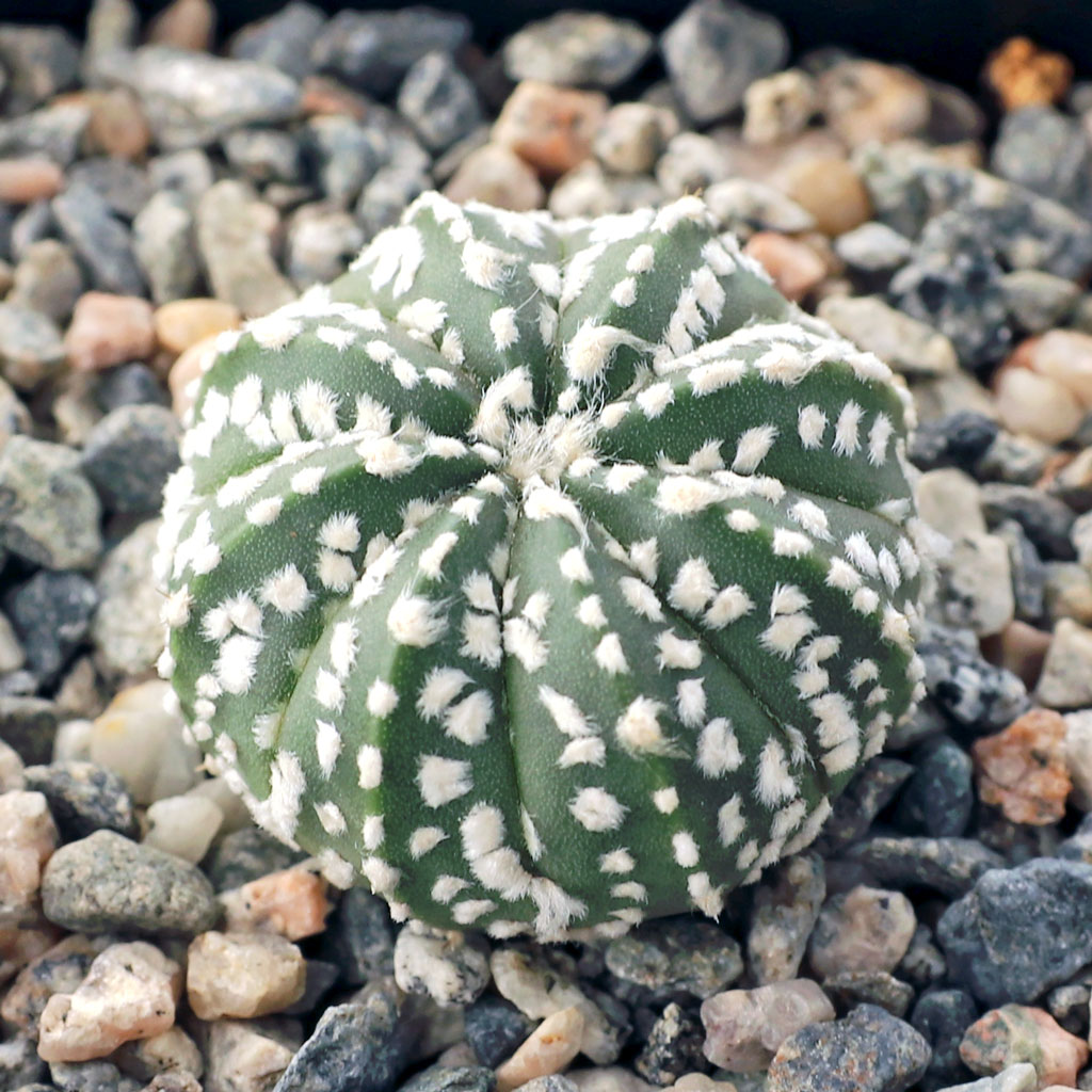 Astrophytum asterias 'Super Kabuto' [small] | MCG