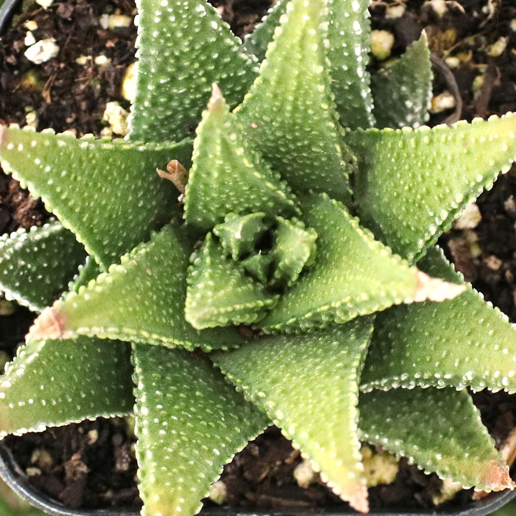 haw_sordida_scabra_1__25239.