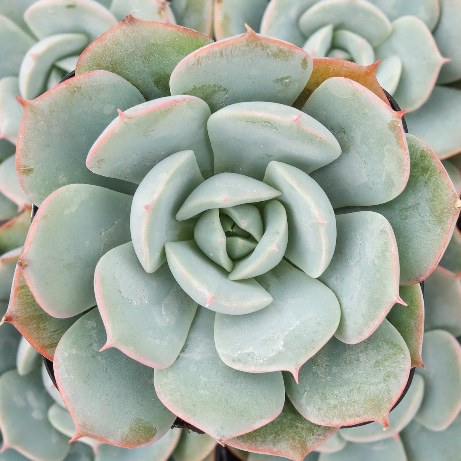succulent with red tips Echeveria Agavoides 'Red Tip' Variegated 2