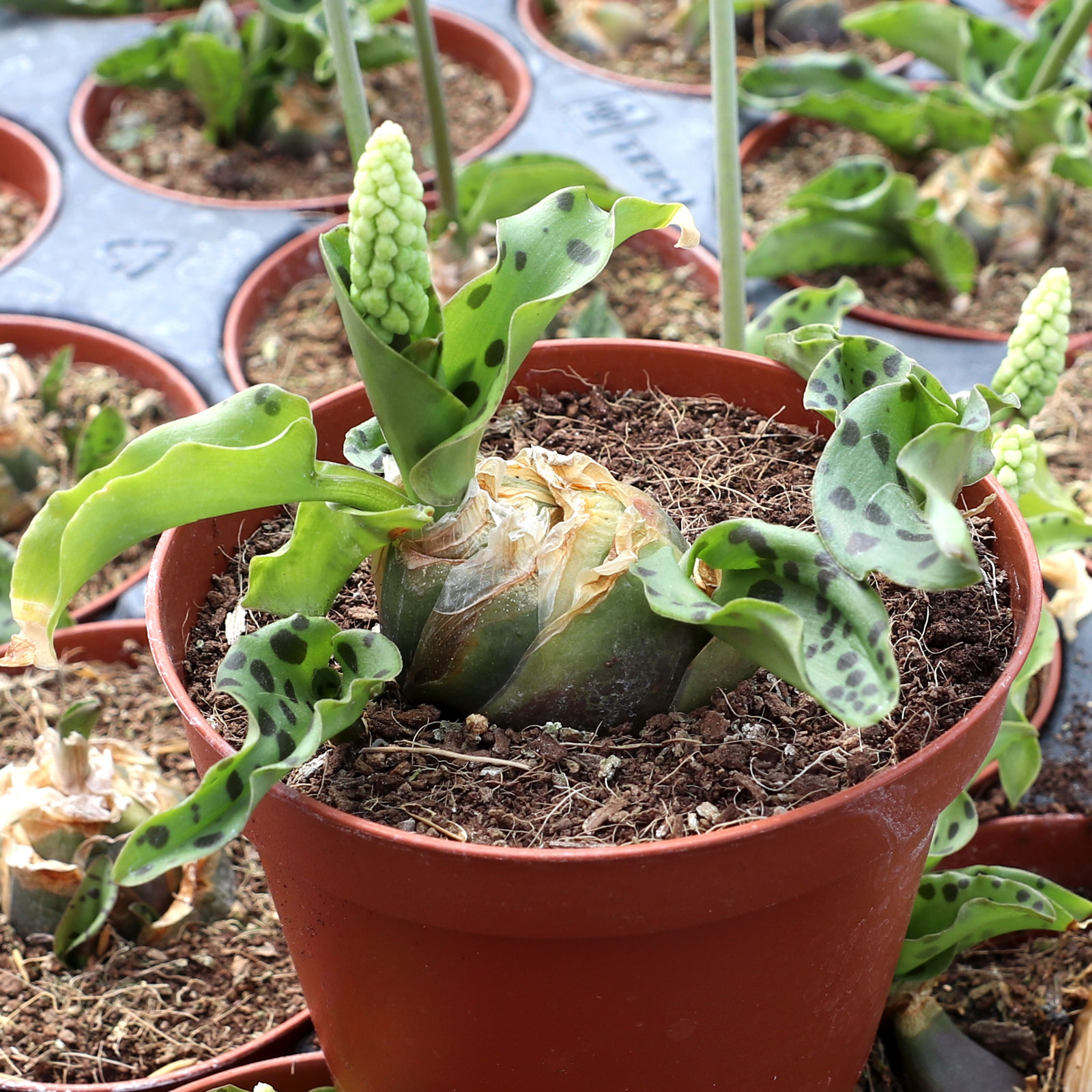 d_maculata__06863.1685485665.jpg