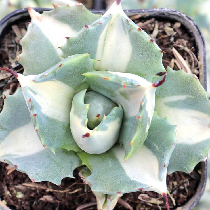 Agave isthmensis f.inermis mediopicta 中斑 アガベ 王妃雷神 白中斑/ Agave isthmensis 'Ouhi Raijin' me