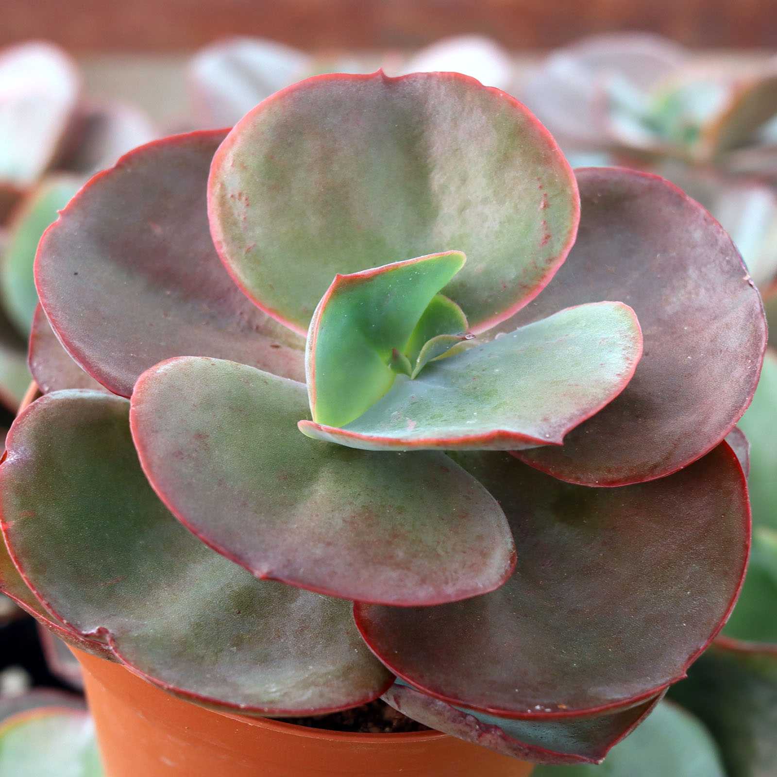 raven zz plant benefits Buy Raven ZZ Plants Online