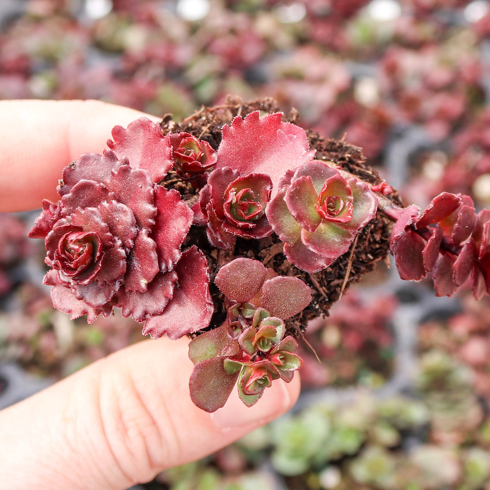 Sedum spurium 'Dragon's Blood' [plug] - Mountain Crest Gardens
