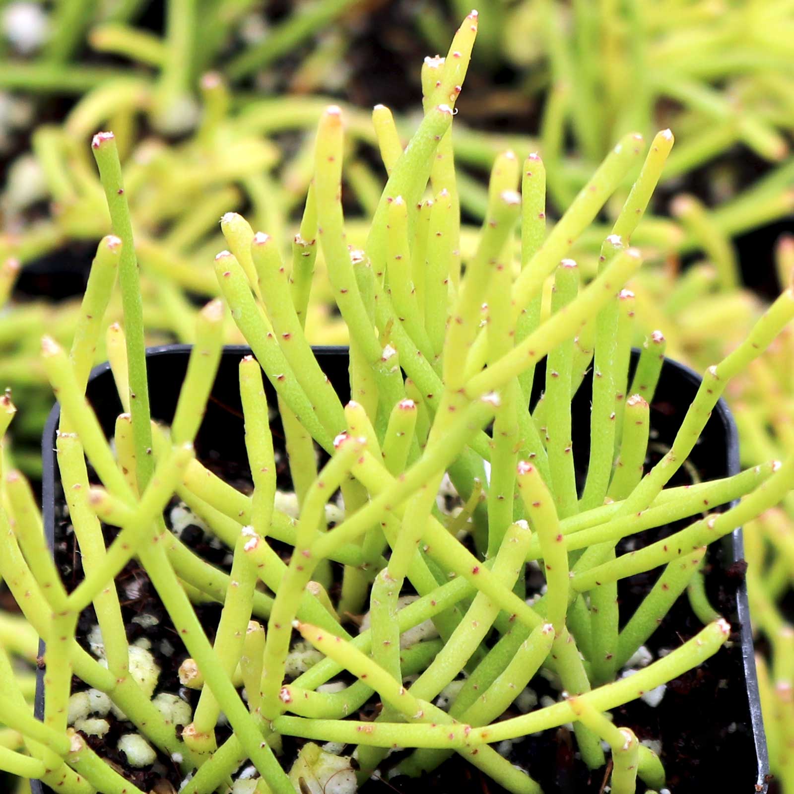 Rhipsalis burchellii | Mountain Crest Gardens