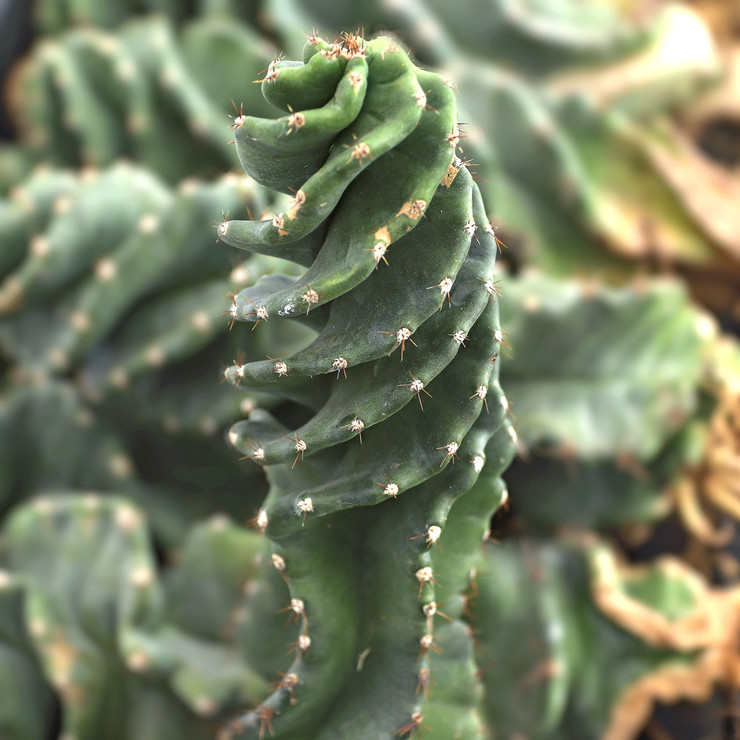 Cereus 'Spiralis' - Spiral Cactus [large] | MCG