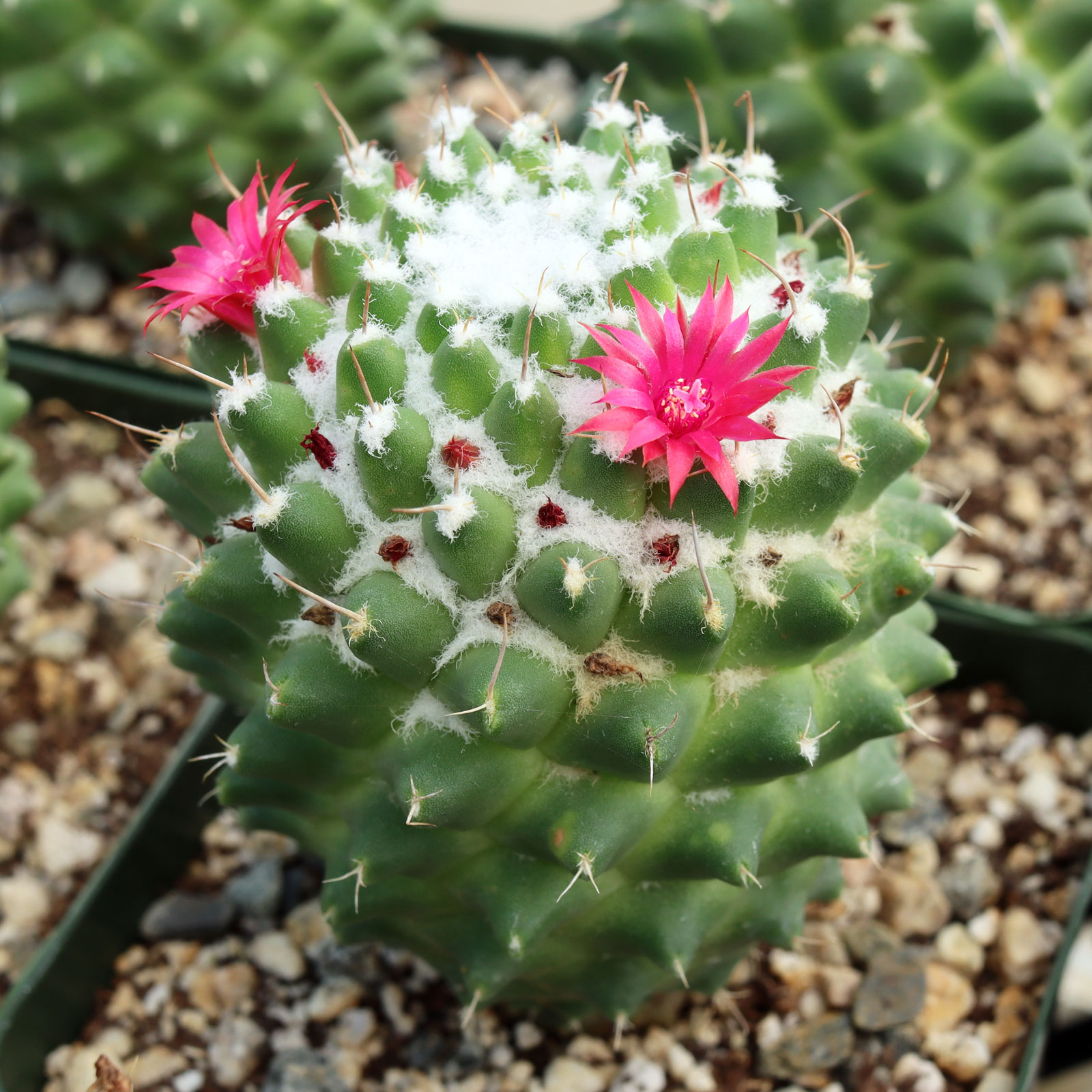 Mammillaria polythele 'Toluca' [large] | Mountain Crest Gardens