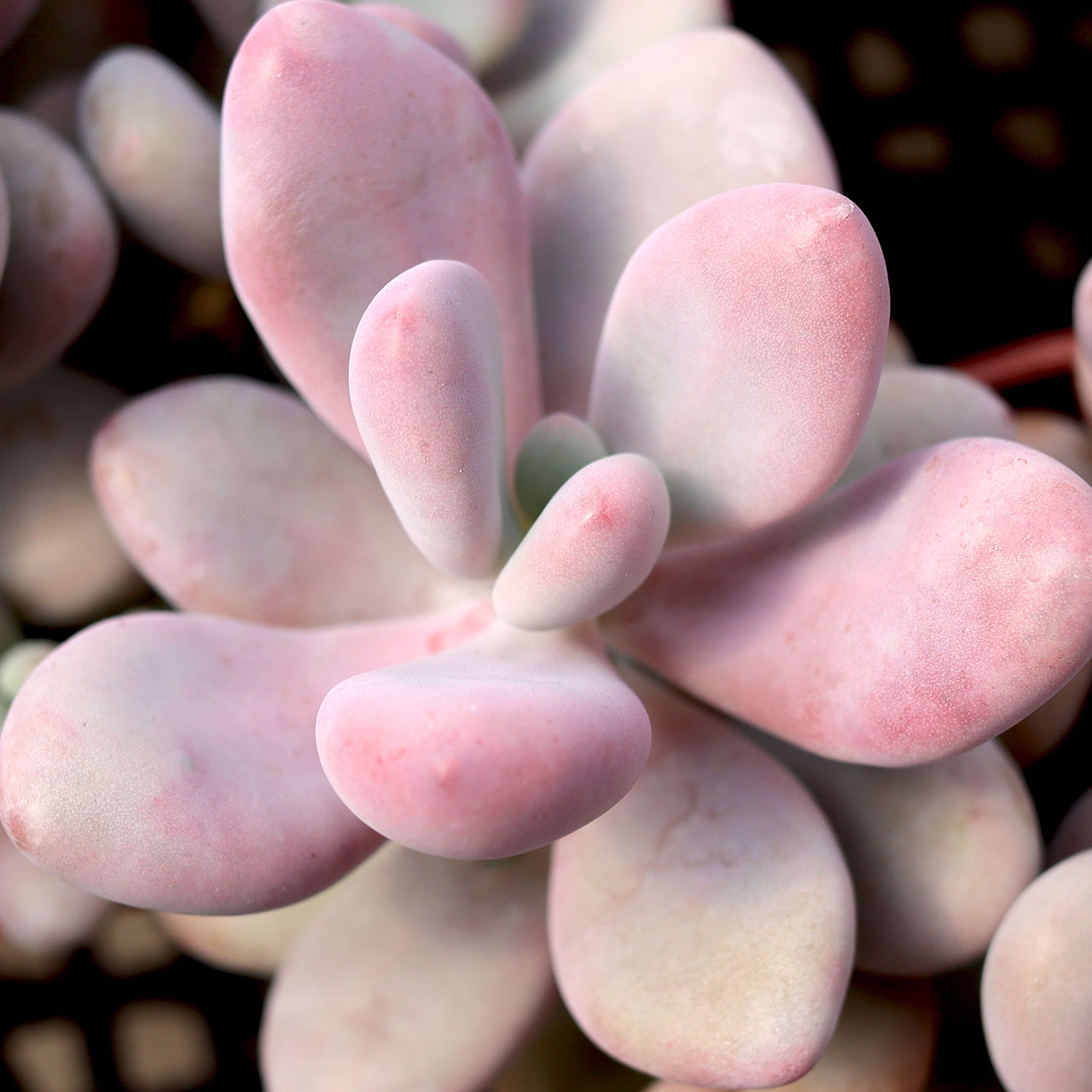 Pachyphytum oviferum - Pink Moonstone [large]