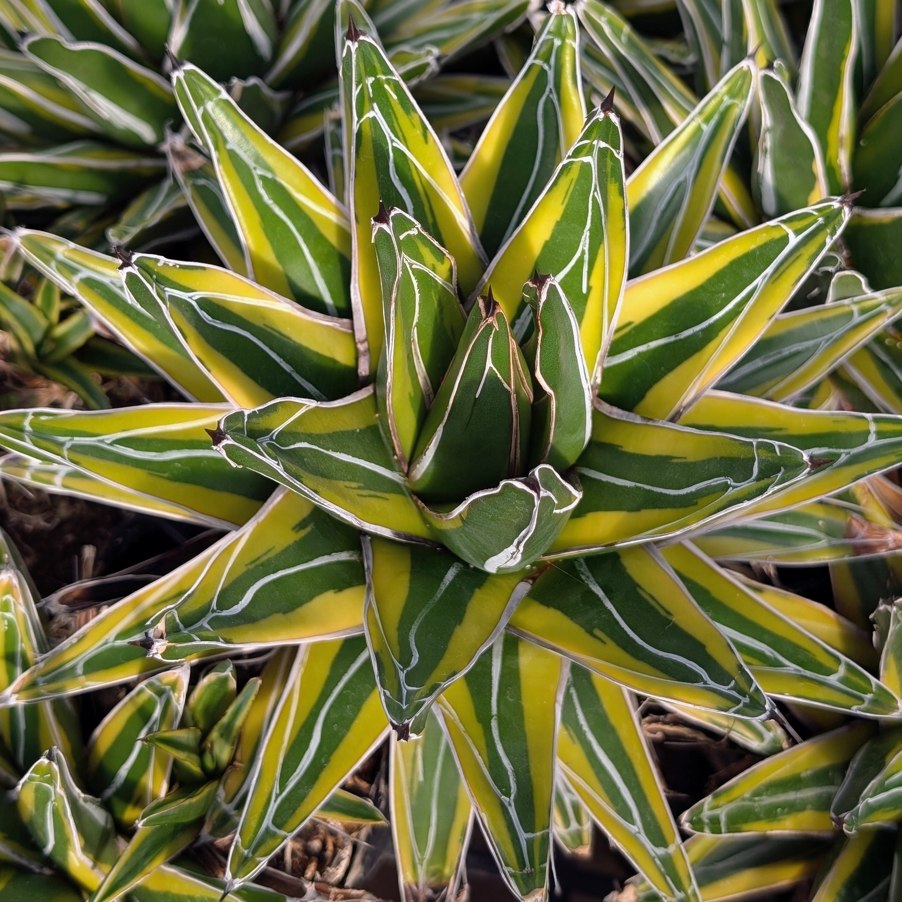 var_queen_vic1__96068.