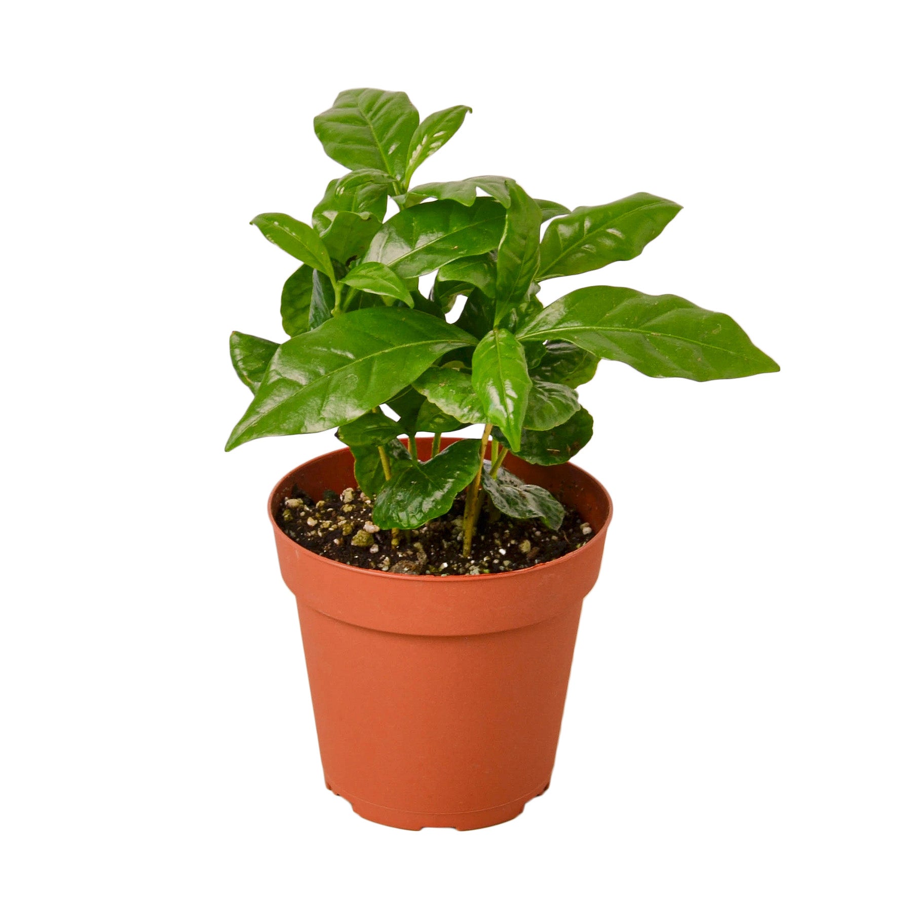 ferm living plant box light grey Plant Box