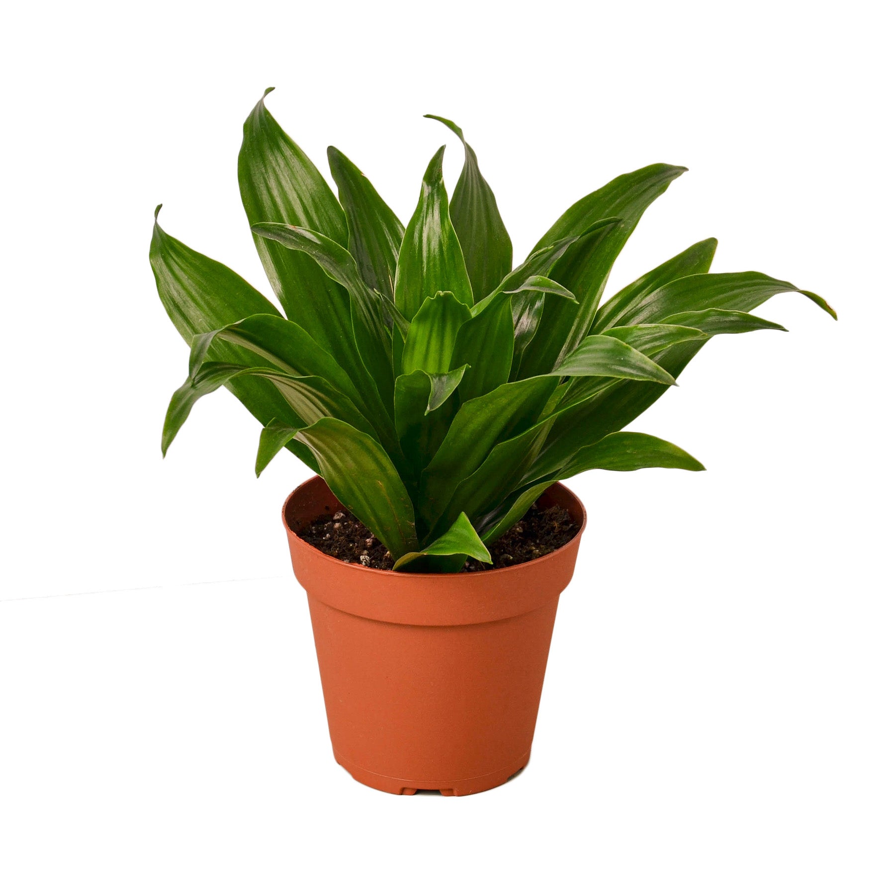 Dracaena 'Janet Craig' - Mountain Crest Gardens