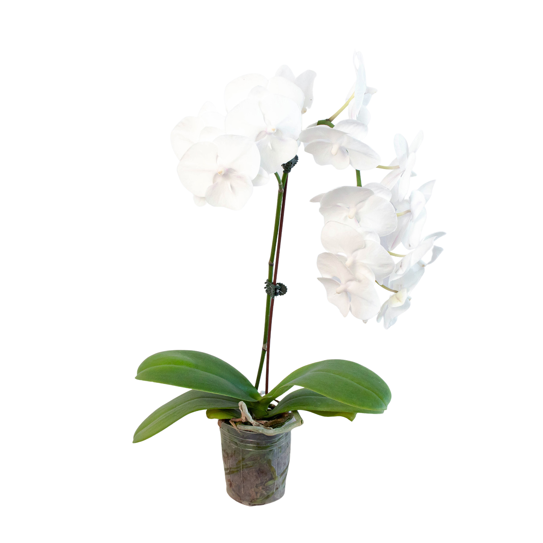 Orchid 'White Phalaenopsis' - Mountain Crest Gardens