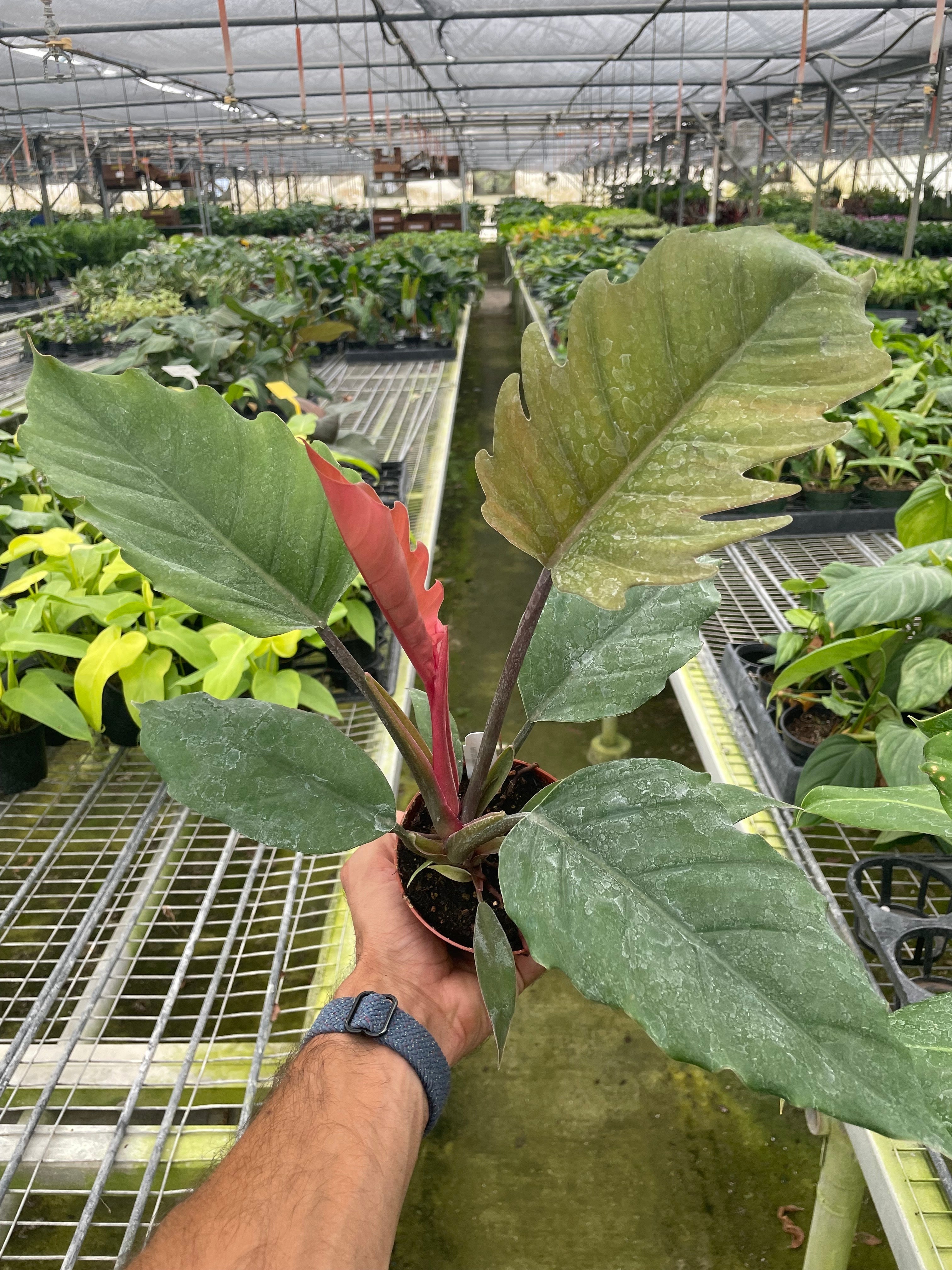 Philodendron Choco Empress - Mountain Crest Gardens