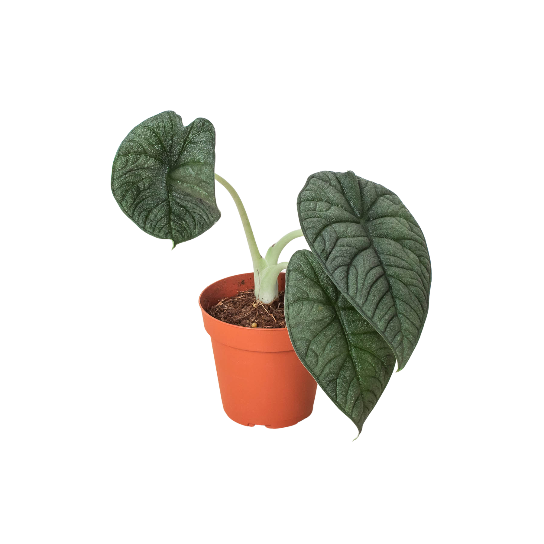 4_ALOCASIA_MELO_1__49712.