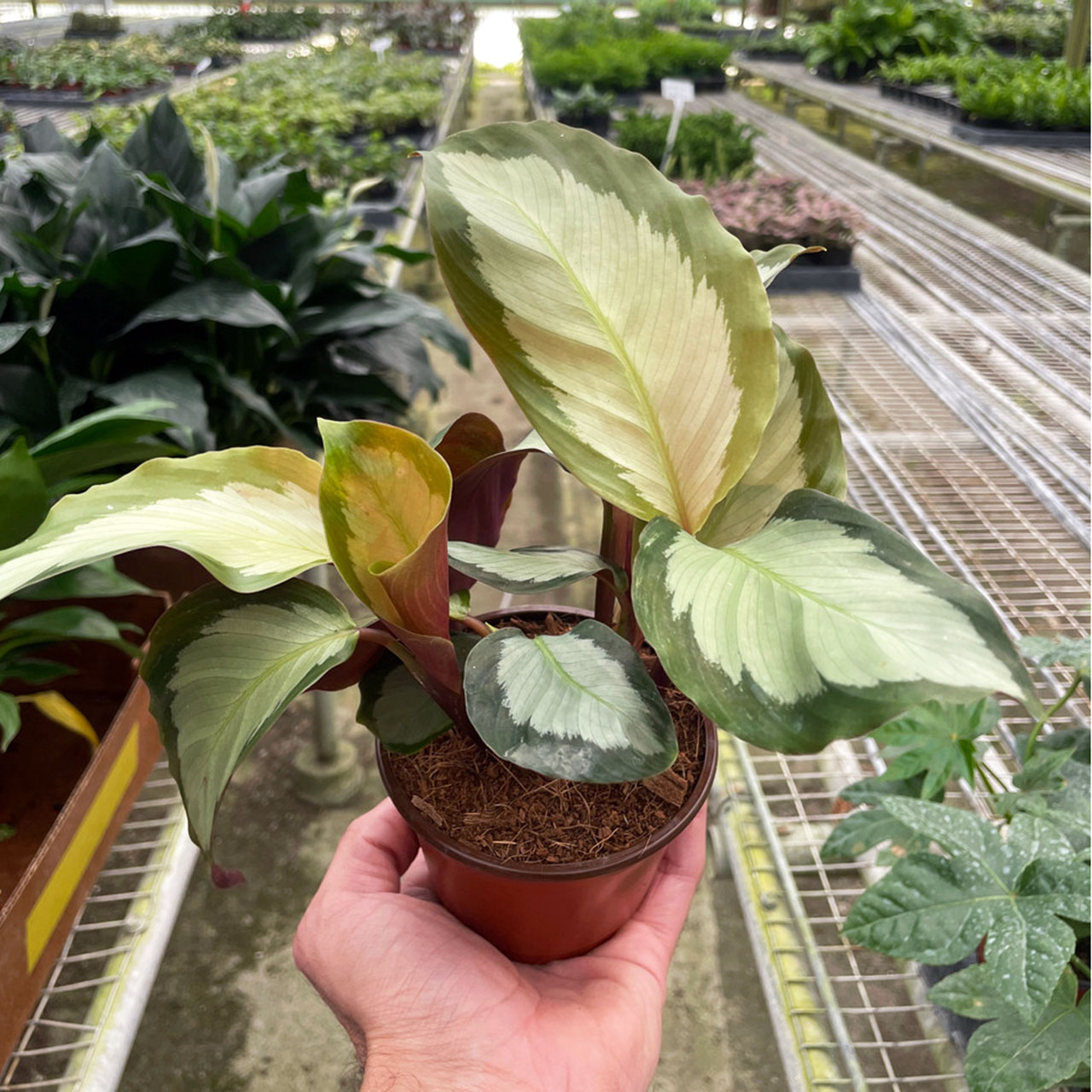 Calathea 'Picturata' - Mountain Crest Gardens