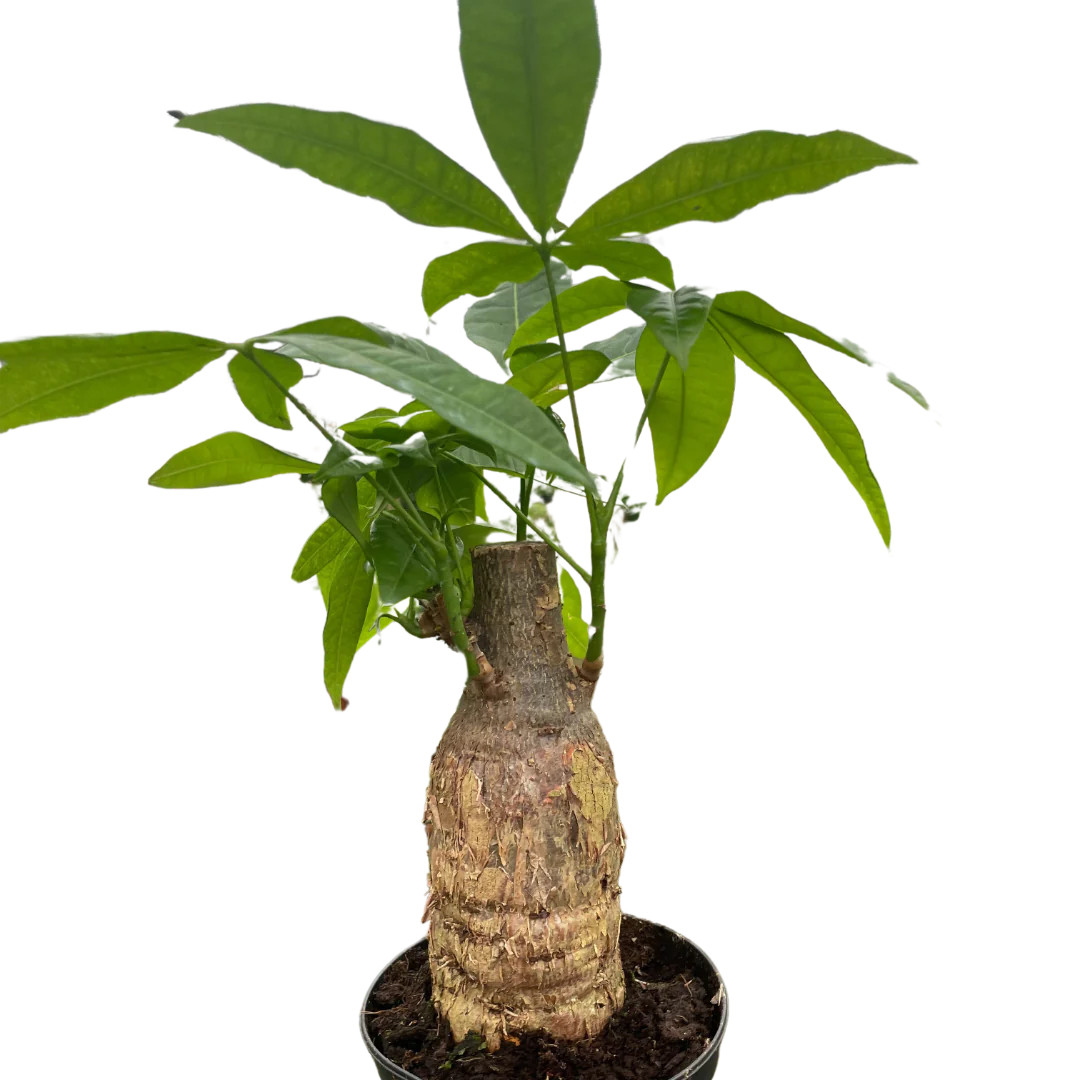 drip irrigation system for potted plants WaterWise Drip Irrigation System main image 1