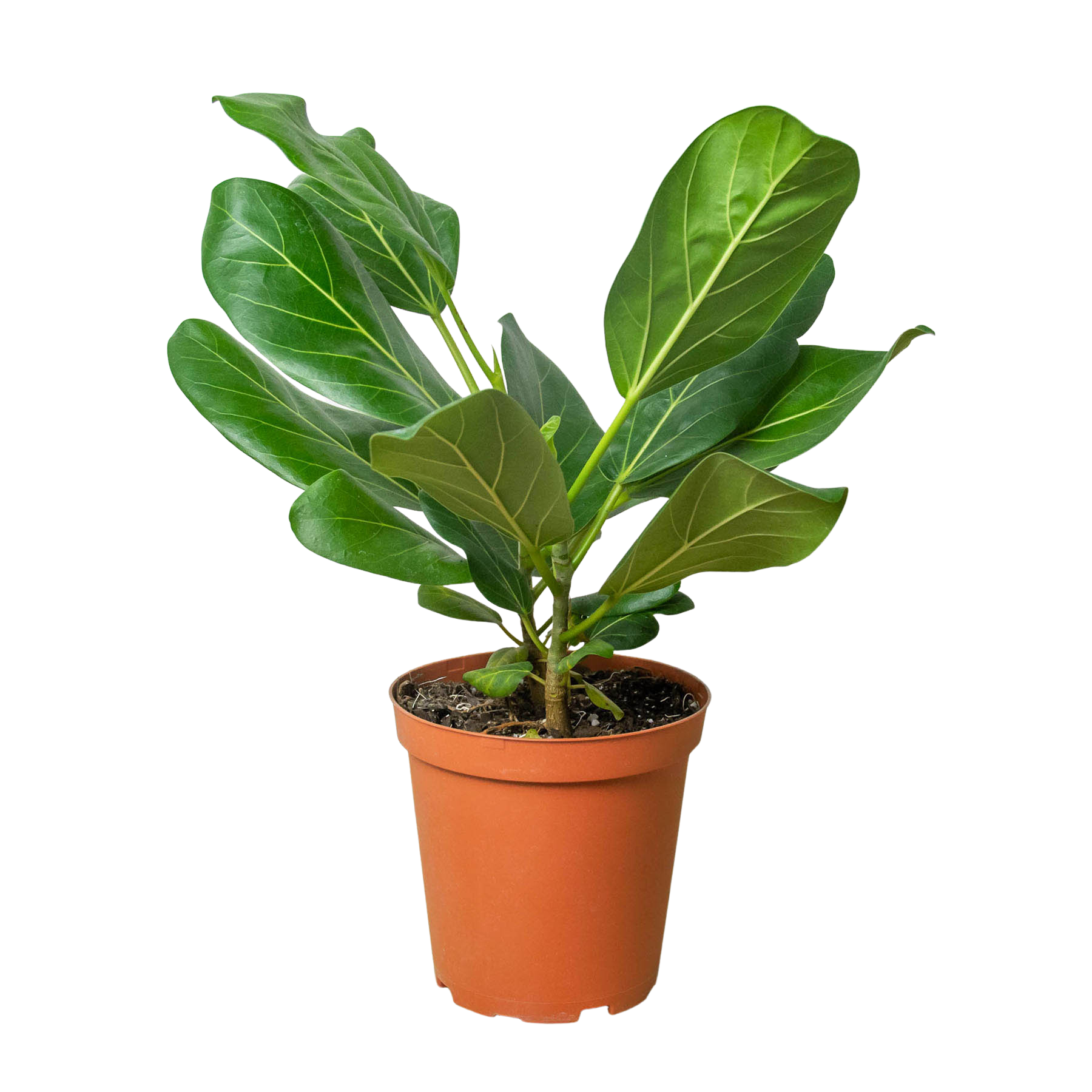 parlor palm bella Parlor Palm Neanthe Bella Palm main image 0