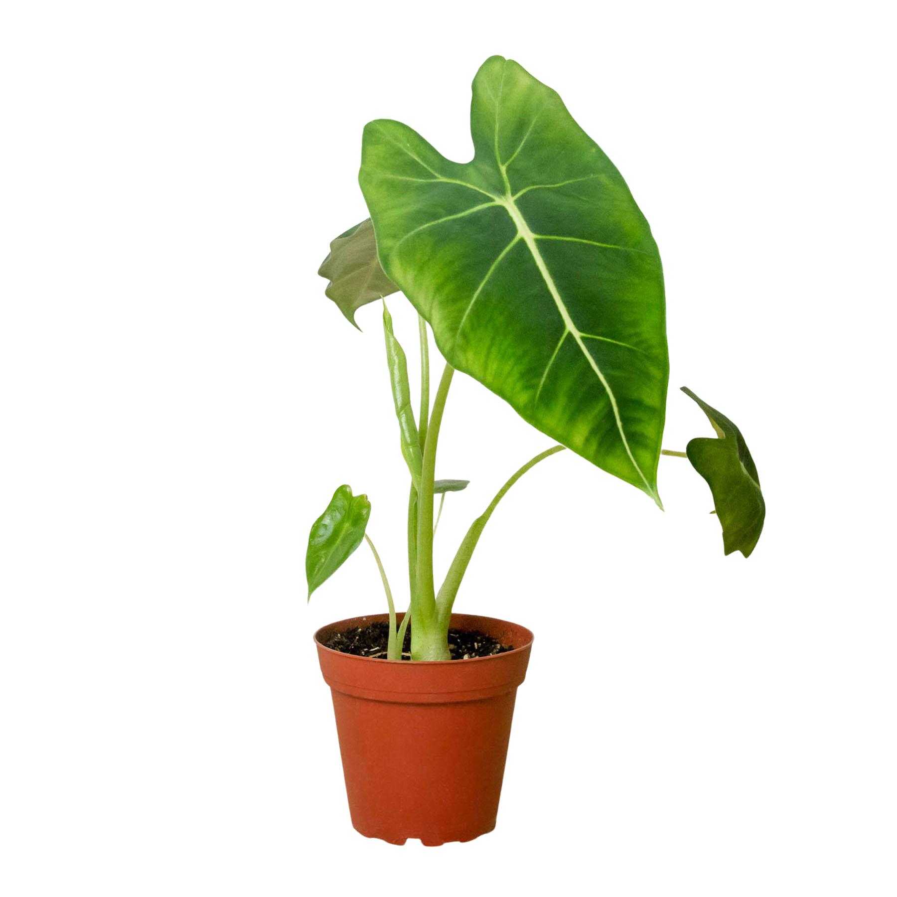 Alocasia Micholitziana 'Frydek' - Mountain Crest Gardens