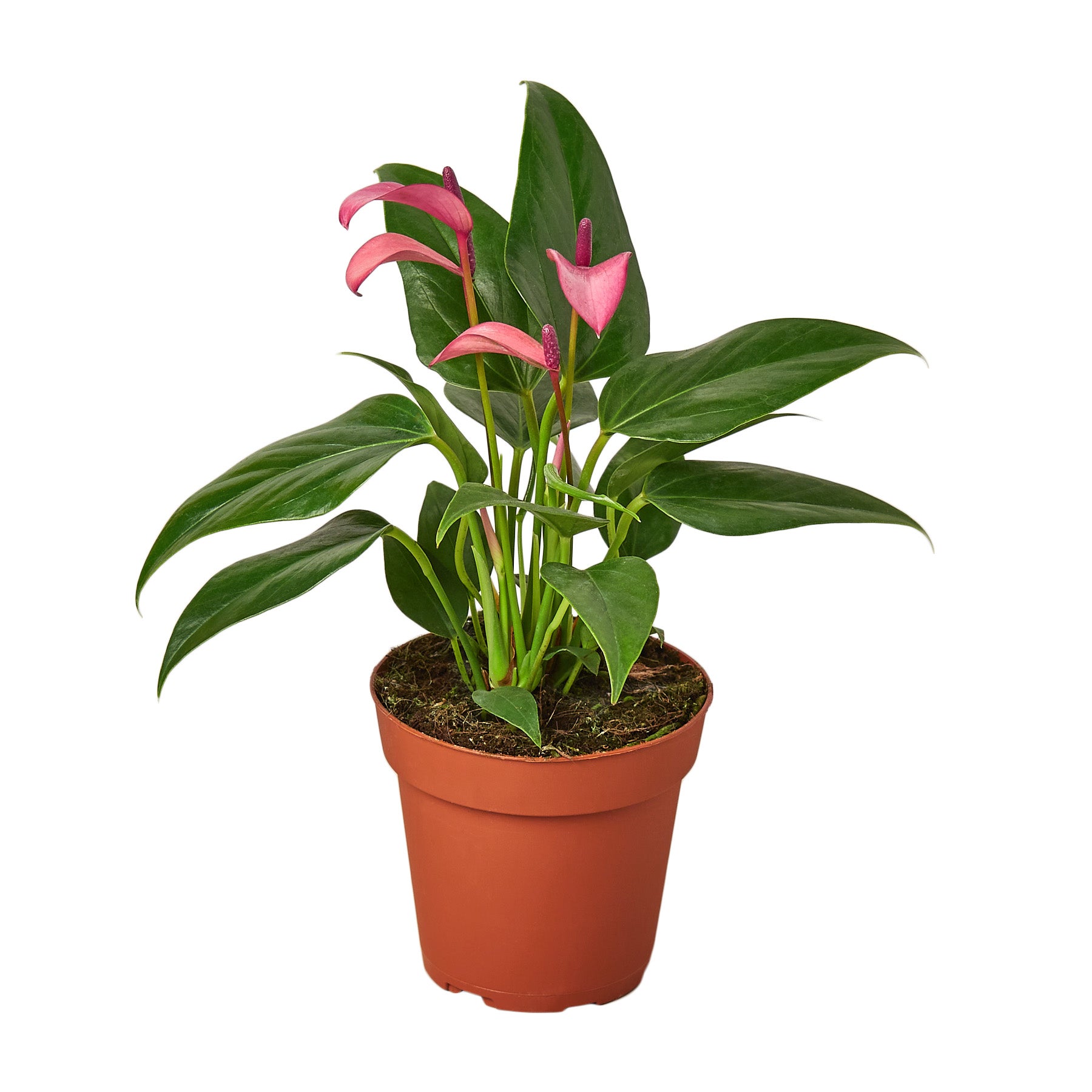 Anthurium 'Purple' - Mountain Crest Gardens