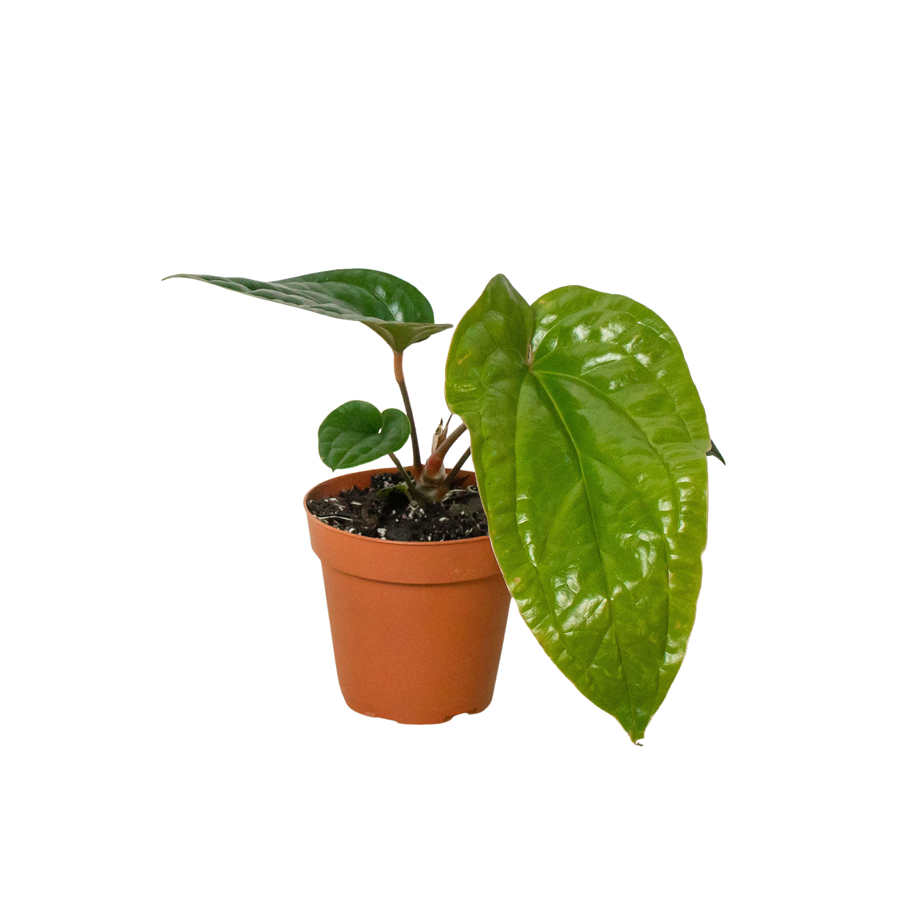 4_ANTHURIUM_RADICANS.