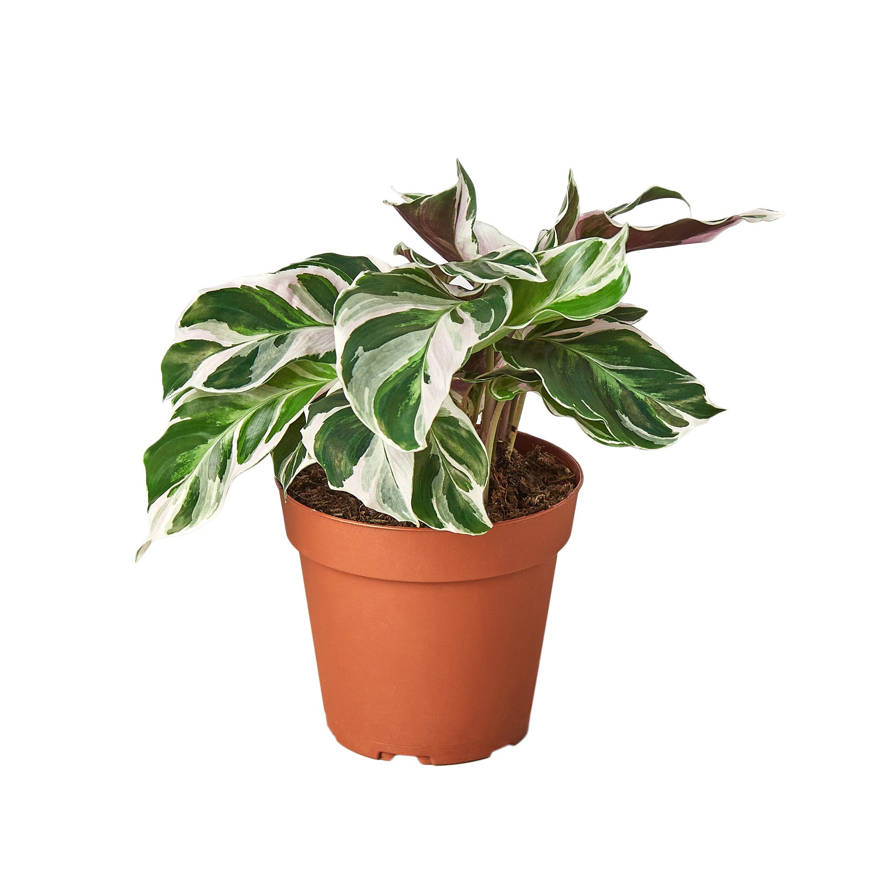 calathea roseopicta pflege Calathea roseopicta 'Dottie' 'M'  Exotische Zimmerpflanze mit  Atemberaubend Rosafarbener Musterung