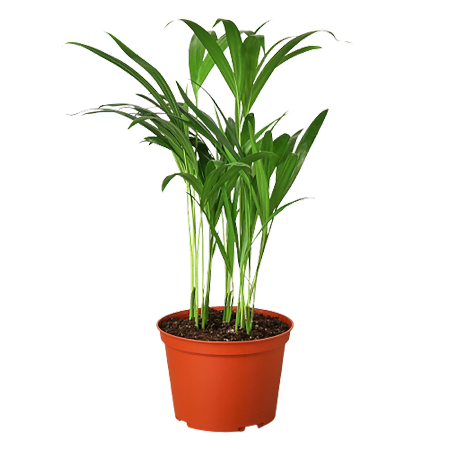Areca Palm - Mountain Crest Gardens