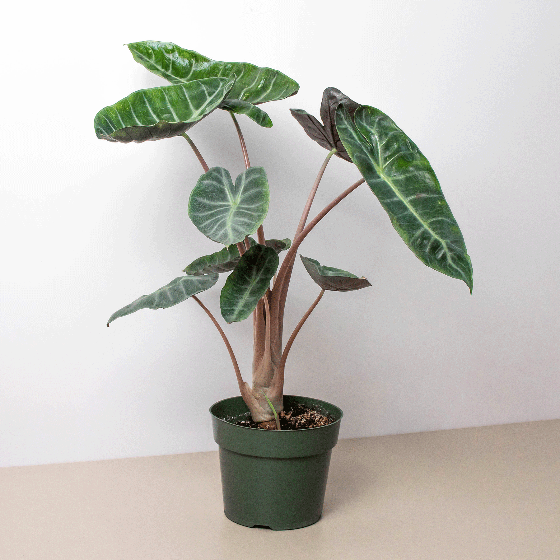 money plant deutsch Money Plant | Succulent | Home Plant