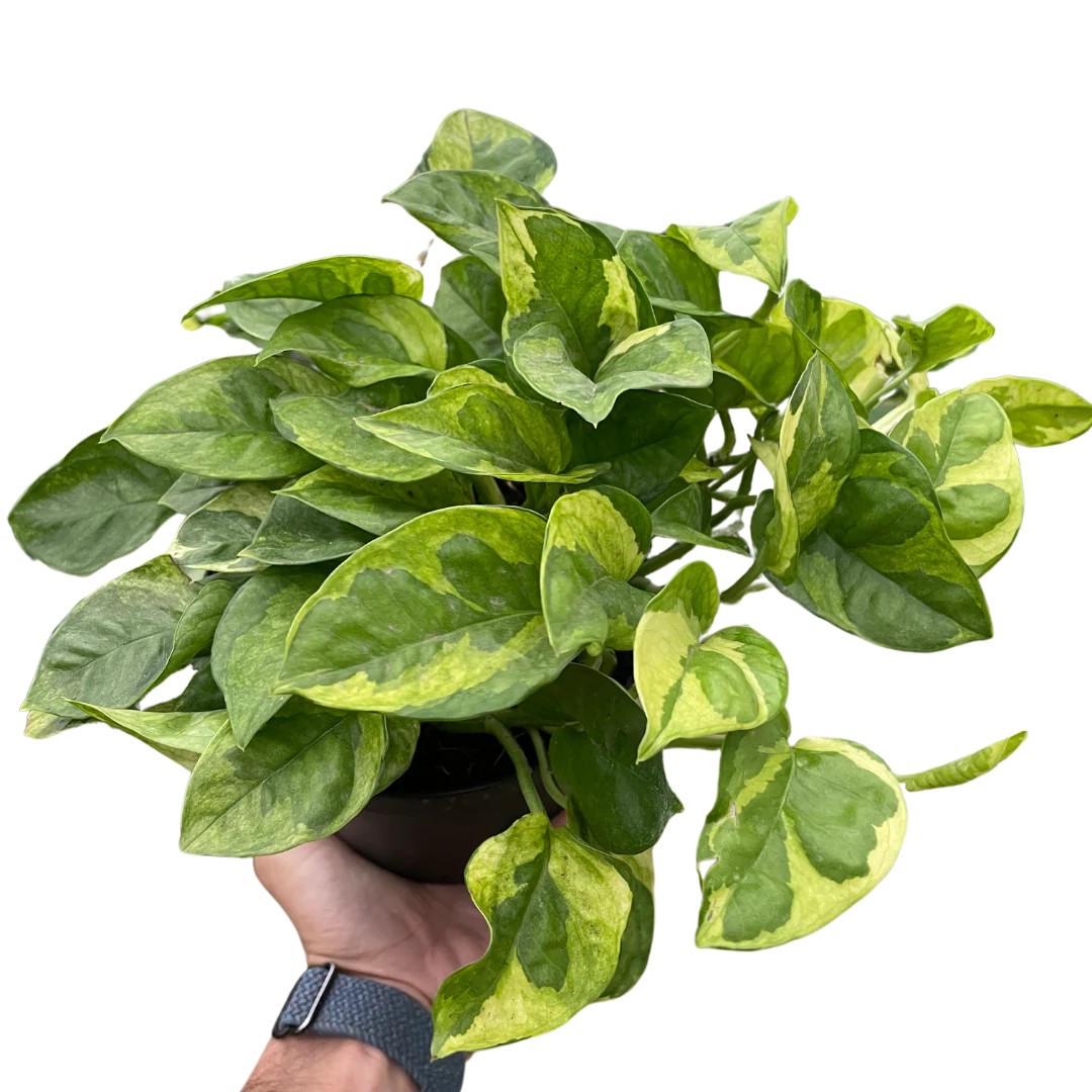 Pothos 'Lemon Meringue' - Mountain Crest Gardens