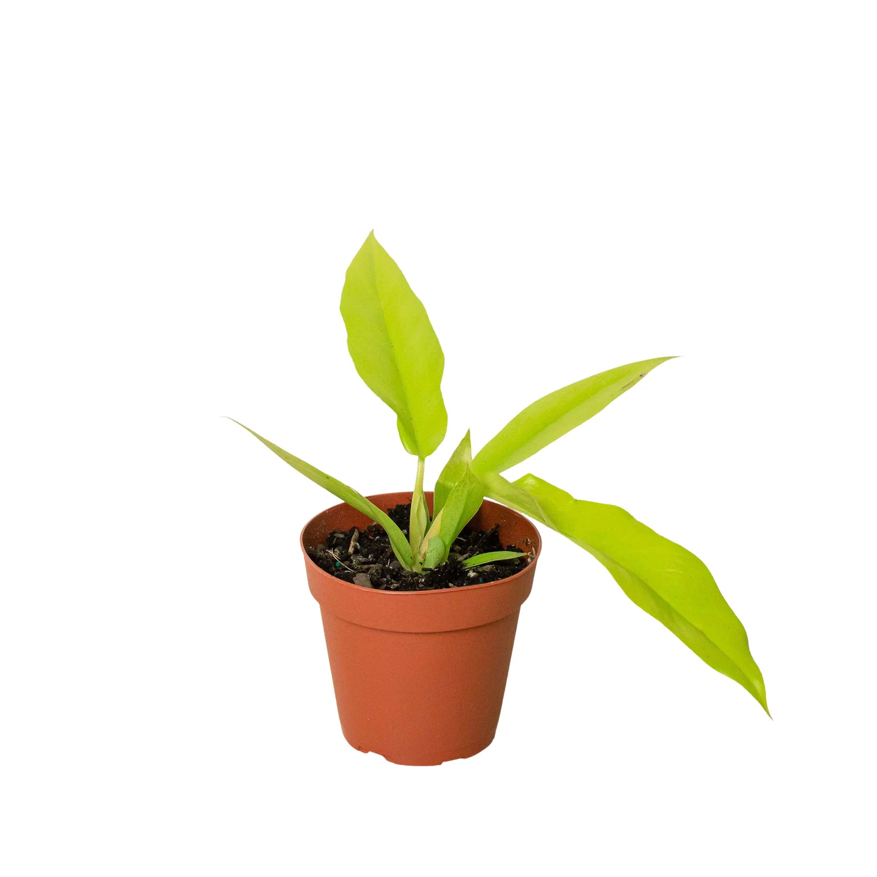 Philodendron 'Ring of Fire Gold' - Mountain Crest Gardens