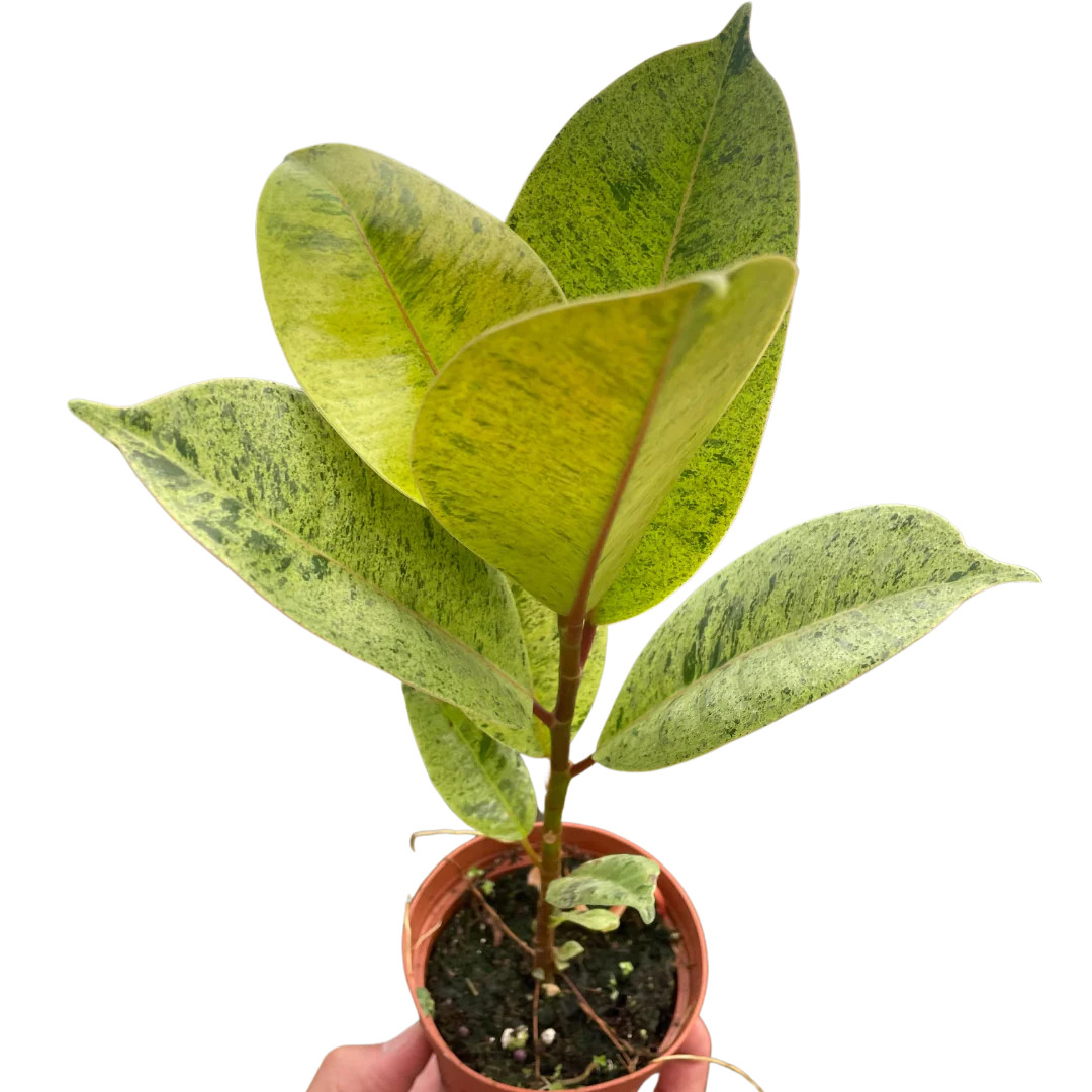 Ficus 'shivereana' (Moonshine) - Mountain Crest Gardens