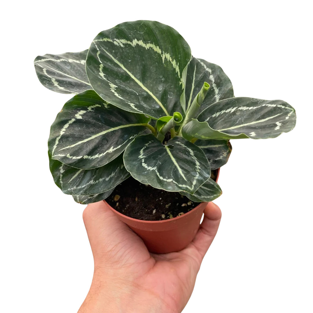 Calathea 'Green Goddess' - Mountain Crest Gardens