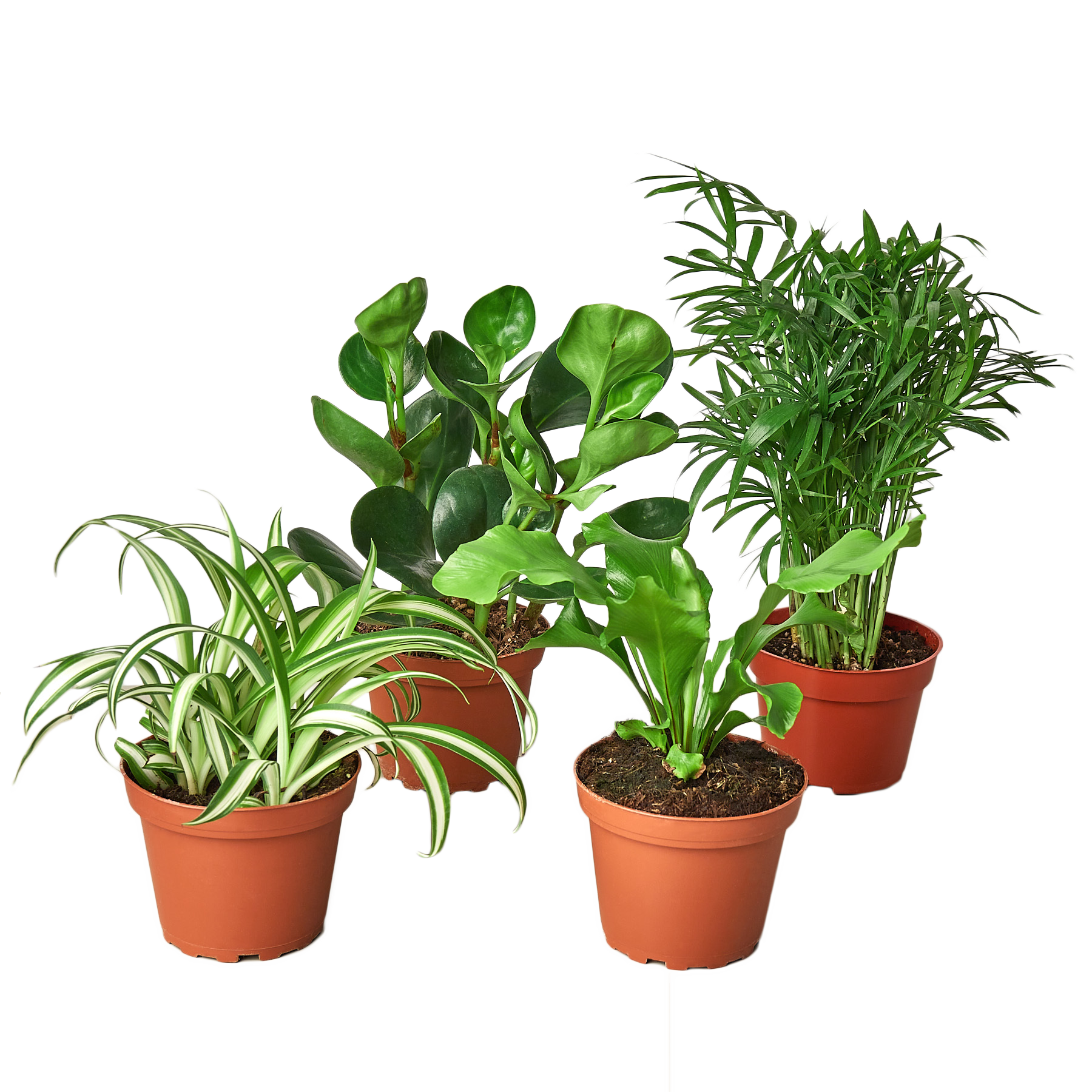 Pet Friendly Variety Bundle - Mountain Crest Gardens