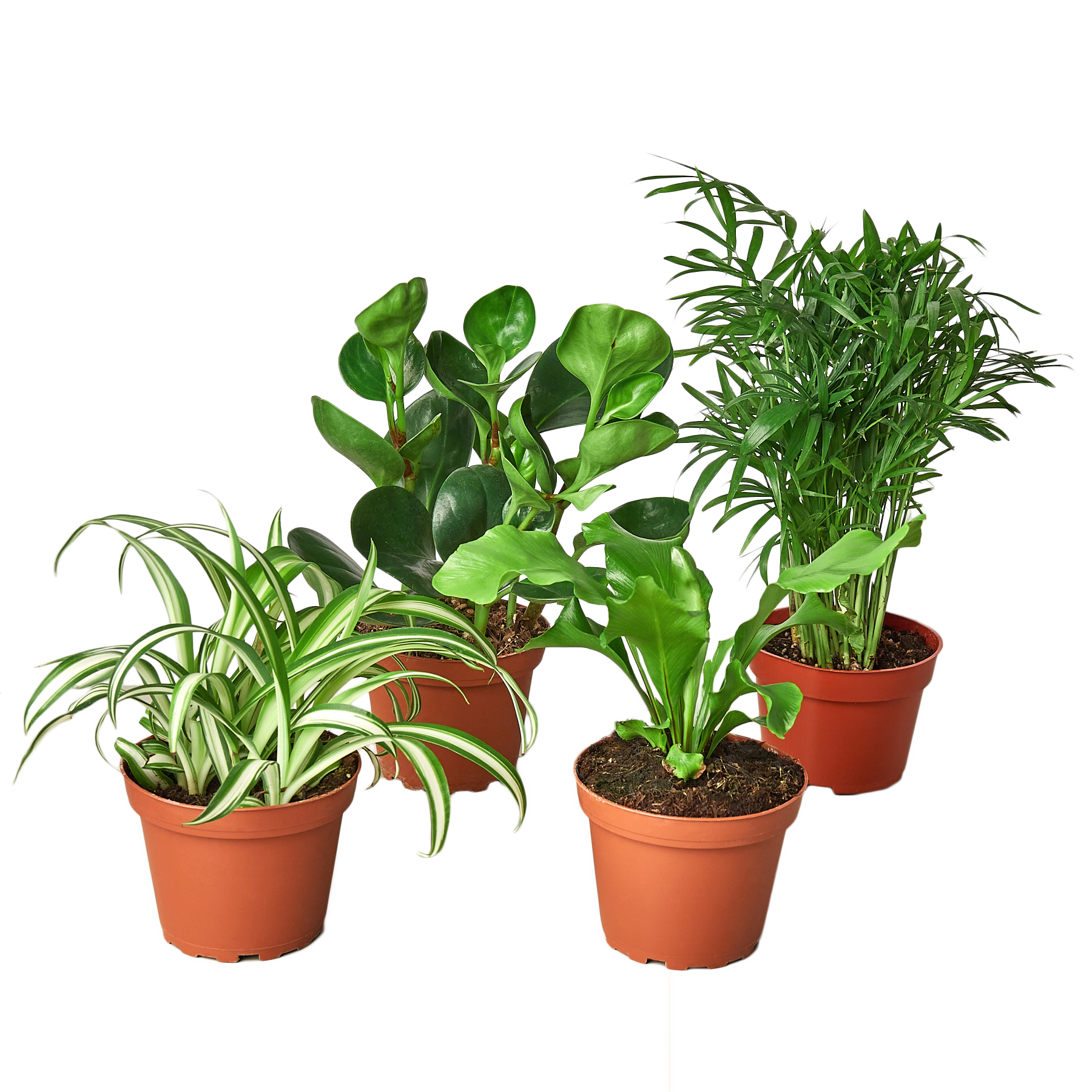 dragon tree indoor plant Dragon Tree Braided main image 0