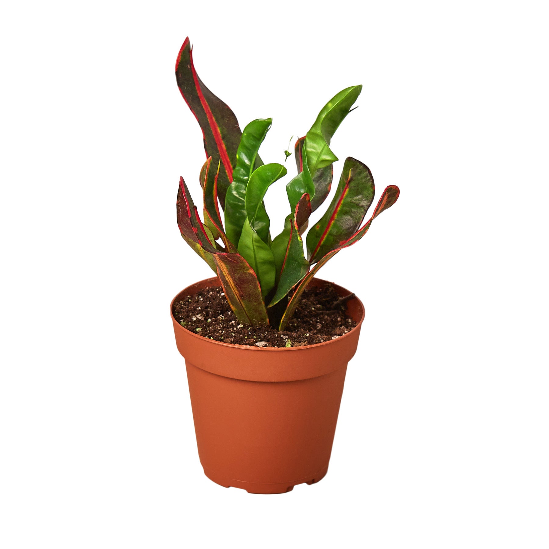 Croton 'Mammy' - Mountain Crest Gardens