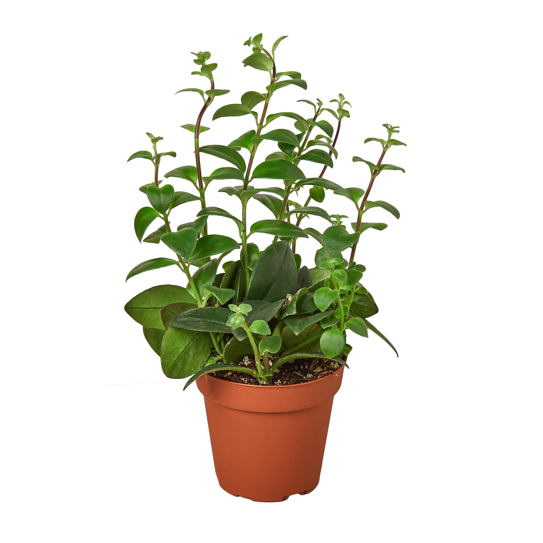 0mat_plant_attr tables Essex Butler's Tray Stand main image 0