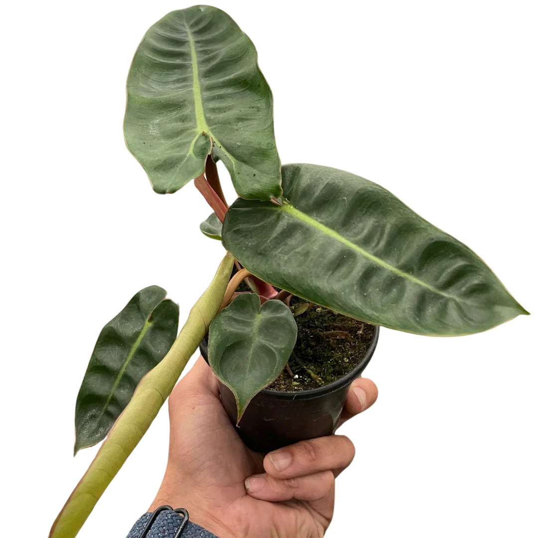 plant growing lamp Full Spectrum Indoor Plant Grow Light | Grow Lamp