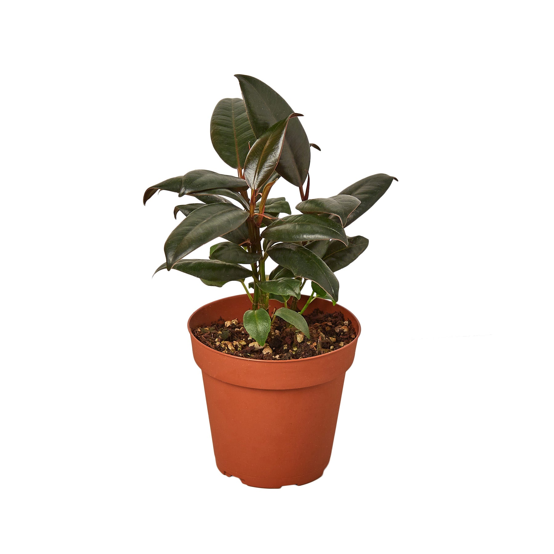 white princess philodendron Philodendron White Princess main image 0