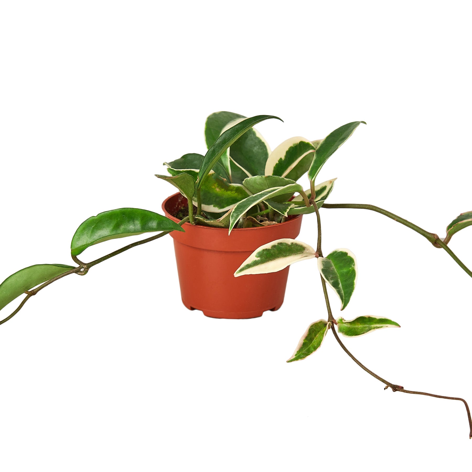Variegated Wax Plant - Hoya carnosa 'Tricolor' - Mountain Crest Gardens