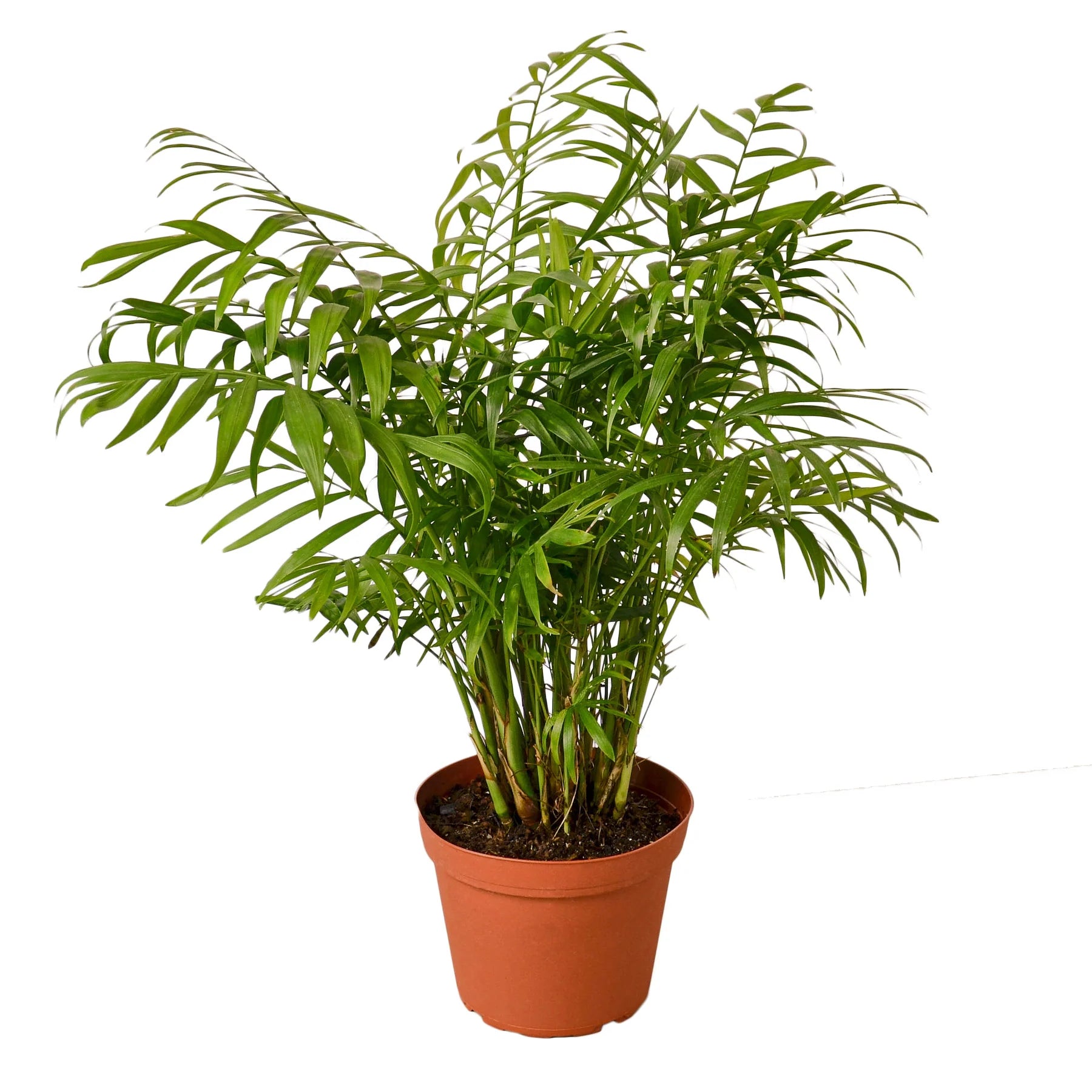 are succulents toxic to dogs Pet Safe Non Toxic Succulent Collection main image 0