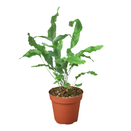 Fern 'Blue Star' | 4" Pot / Nursery Pot