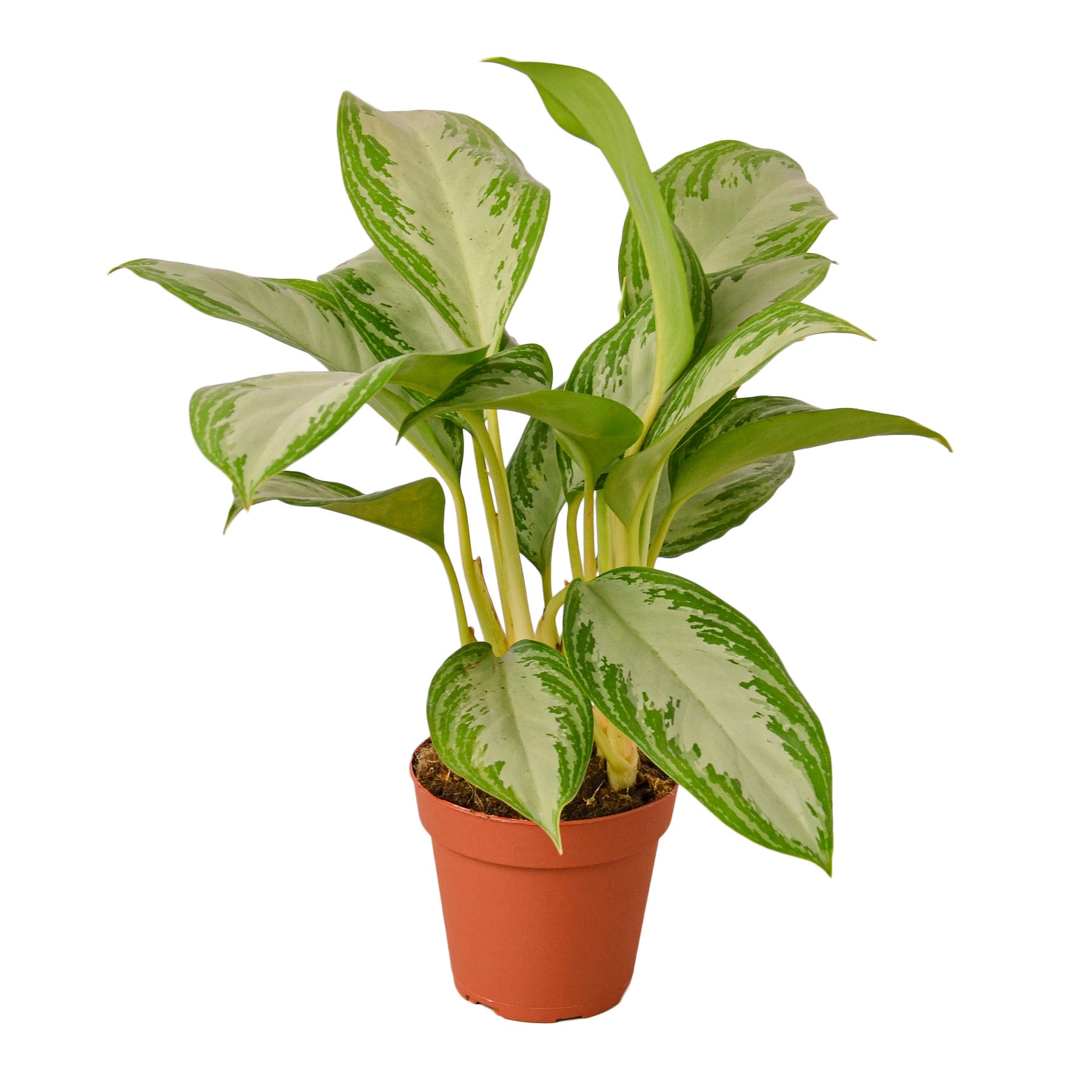 buy calamondin tree australia Calamansi / Cumquat Calamondin: QLD ONLY  Fruitopia Nursery