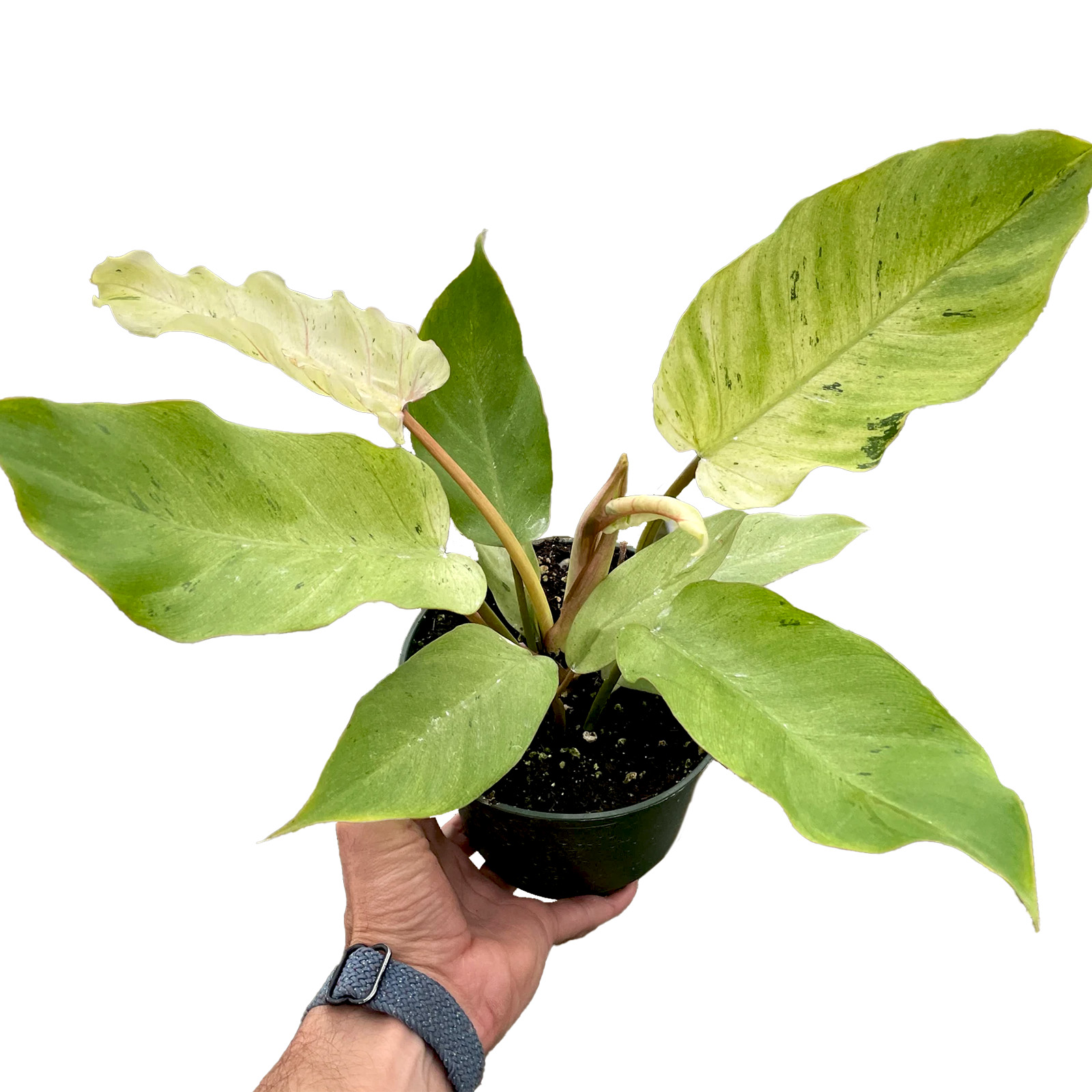 Philodendron 'Snowdrift' - Mountain Crest Gardens