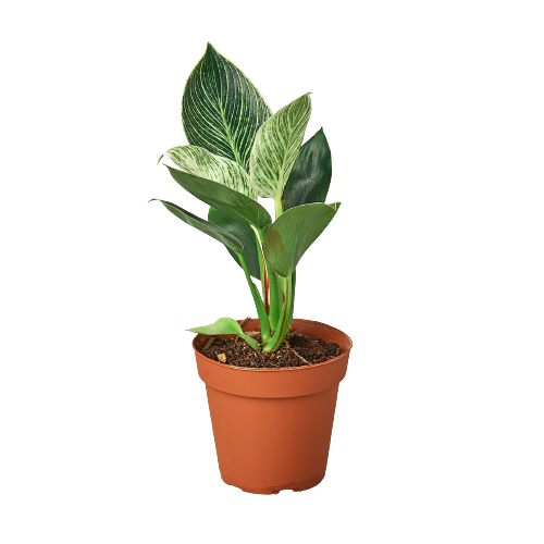 Philodendron 'Birkin' - Mountain Crest Gardens