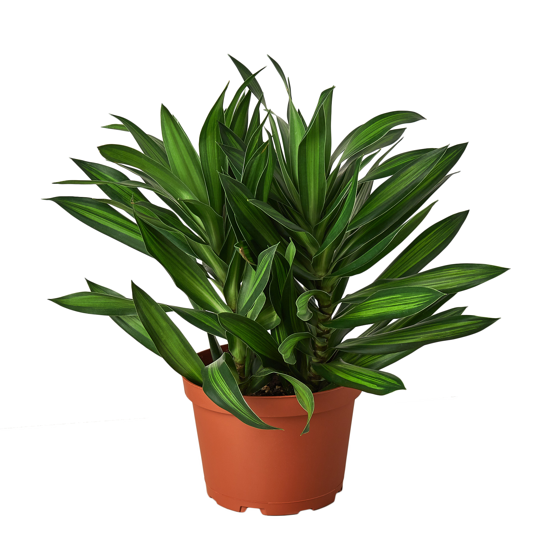 calathea network musaica Calathea musaica ‘Network’