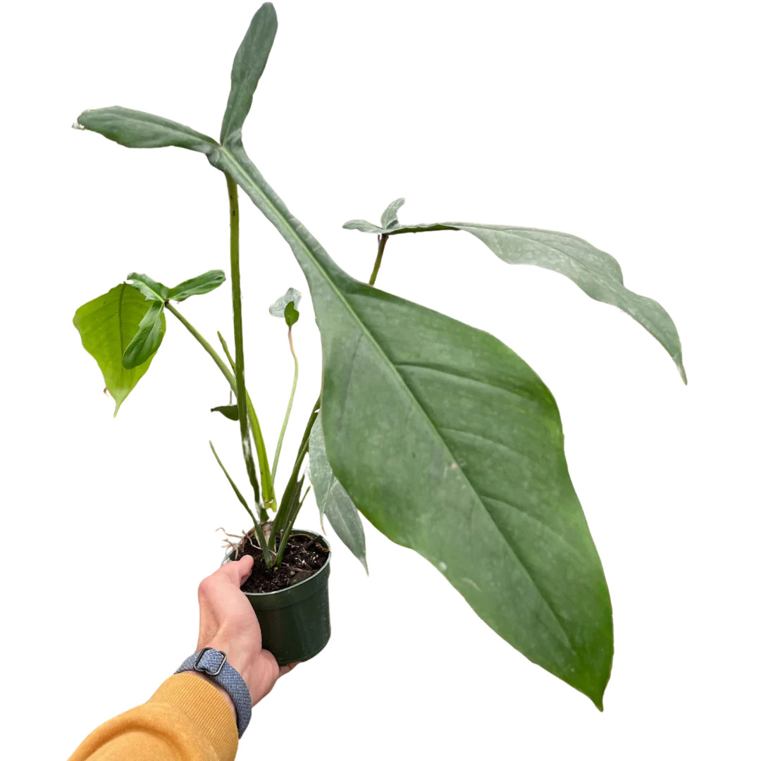 Philodendron 'JOEPII' - Mountain Crest Gardens
