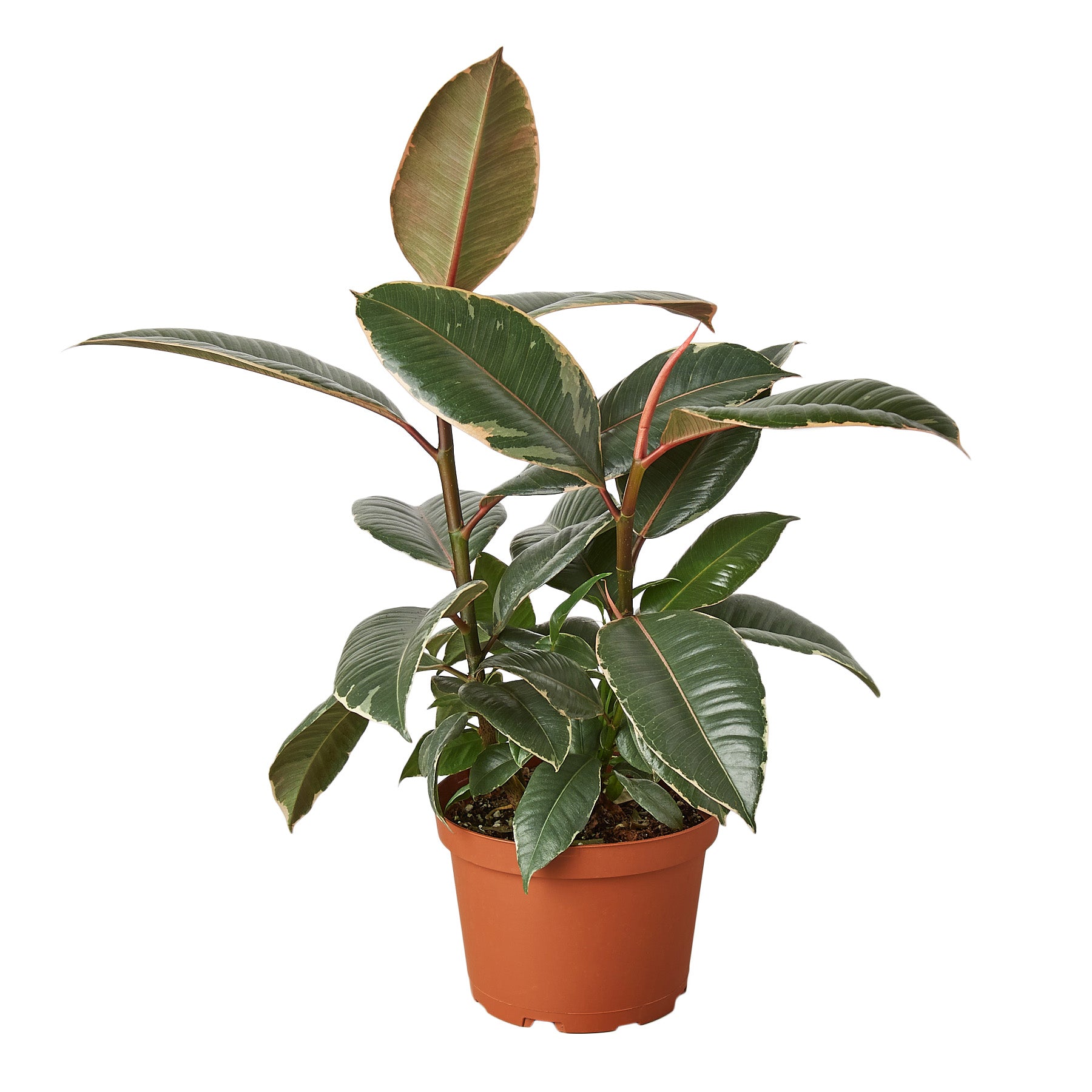 Ficus Elastica 'Tineke' - Mountain Crest Gardens Ficus Elastica 'Tineke' - Mountain Crest Gardens