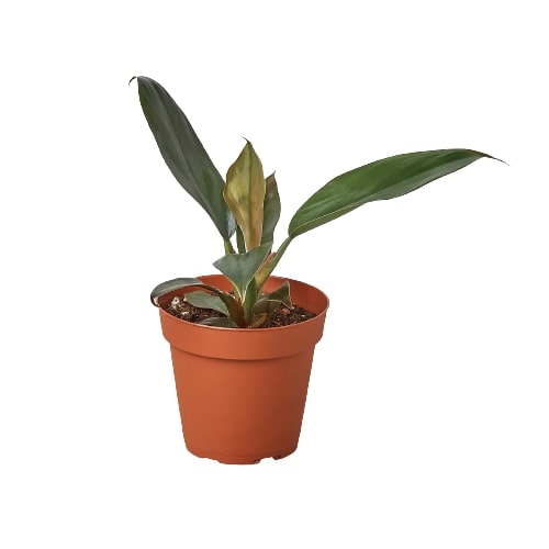 Philodendron 'Black Cardinal' - 4" Pot - Mountain Crest Gardens