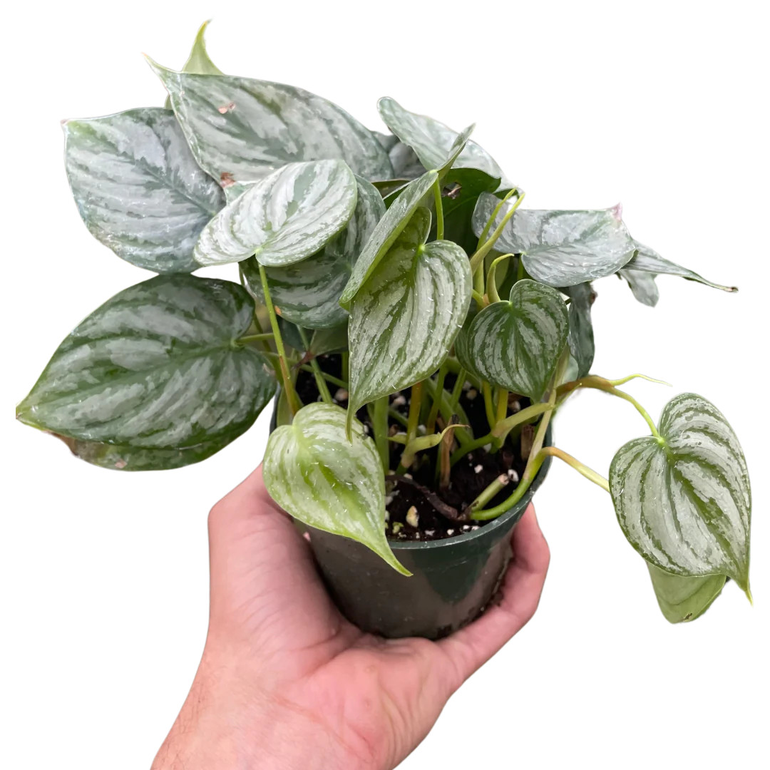 amazon sword planting Amazon Sword Plant (Echinodorus amazonicus)