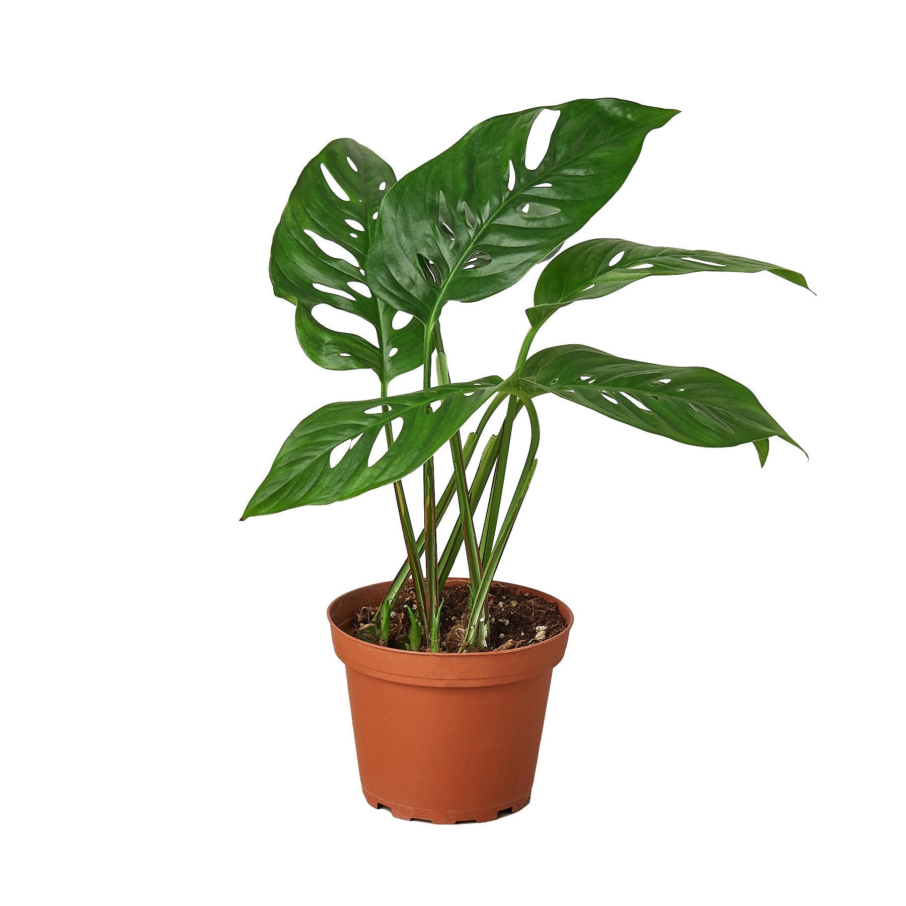 Swiss Cheese Plant - Monstera adansonii - Mountain Crest Gardens
